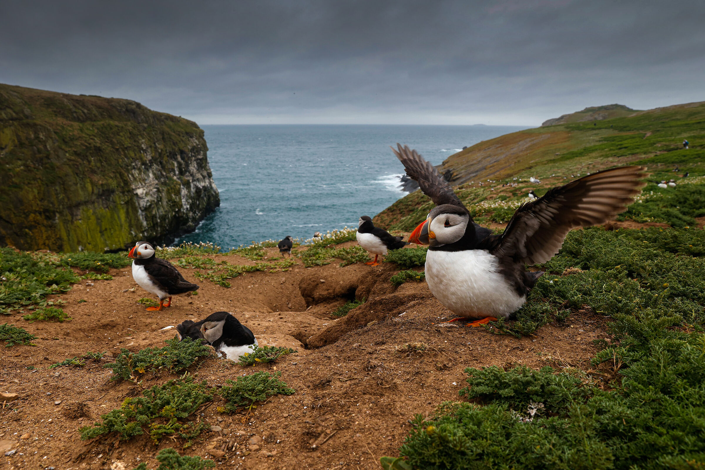 Puffins