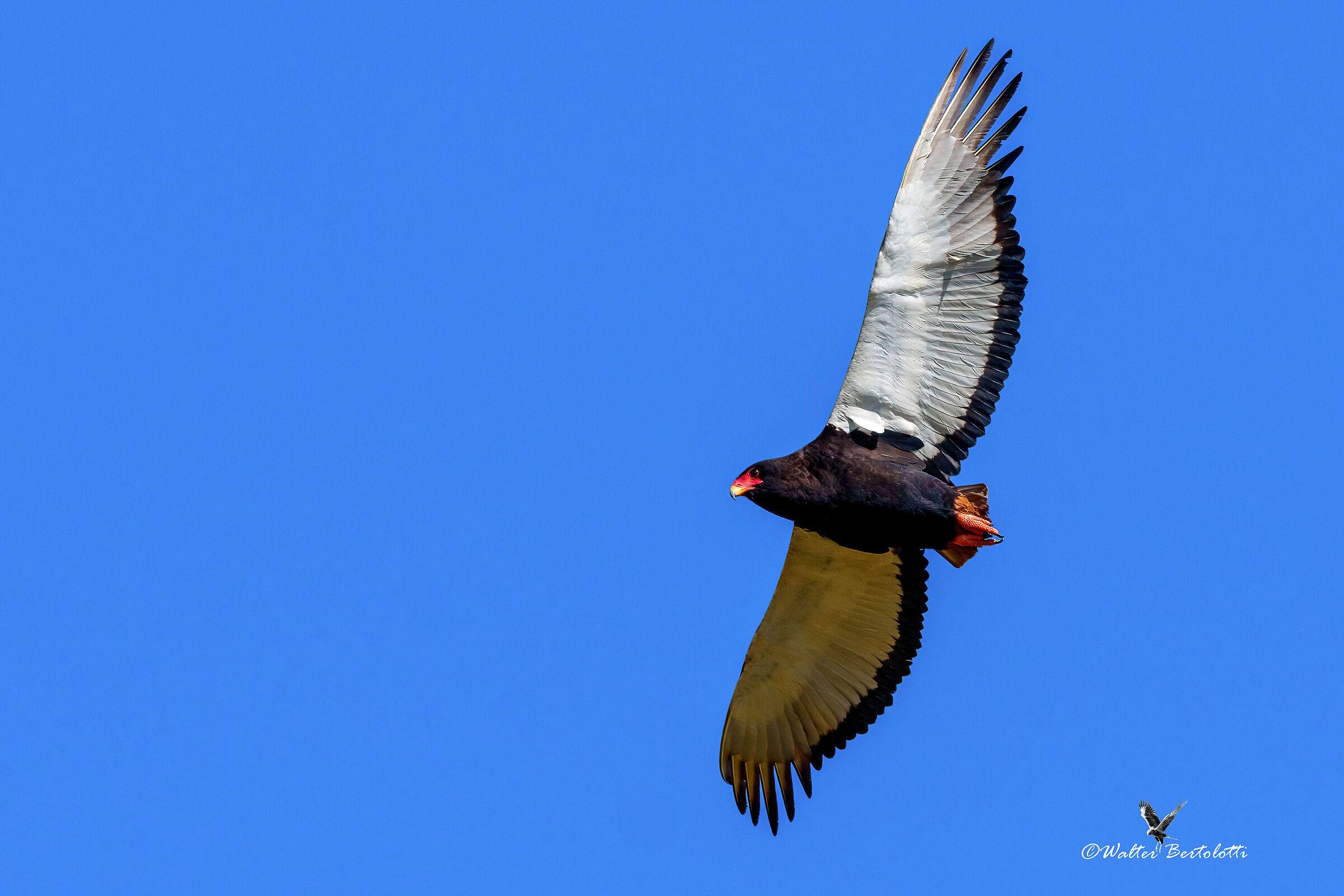 giocoliere in perlustrazione