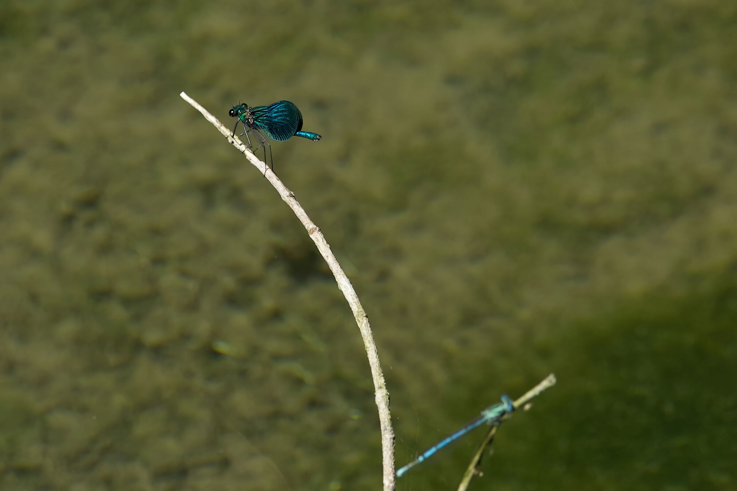 Dragonflies