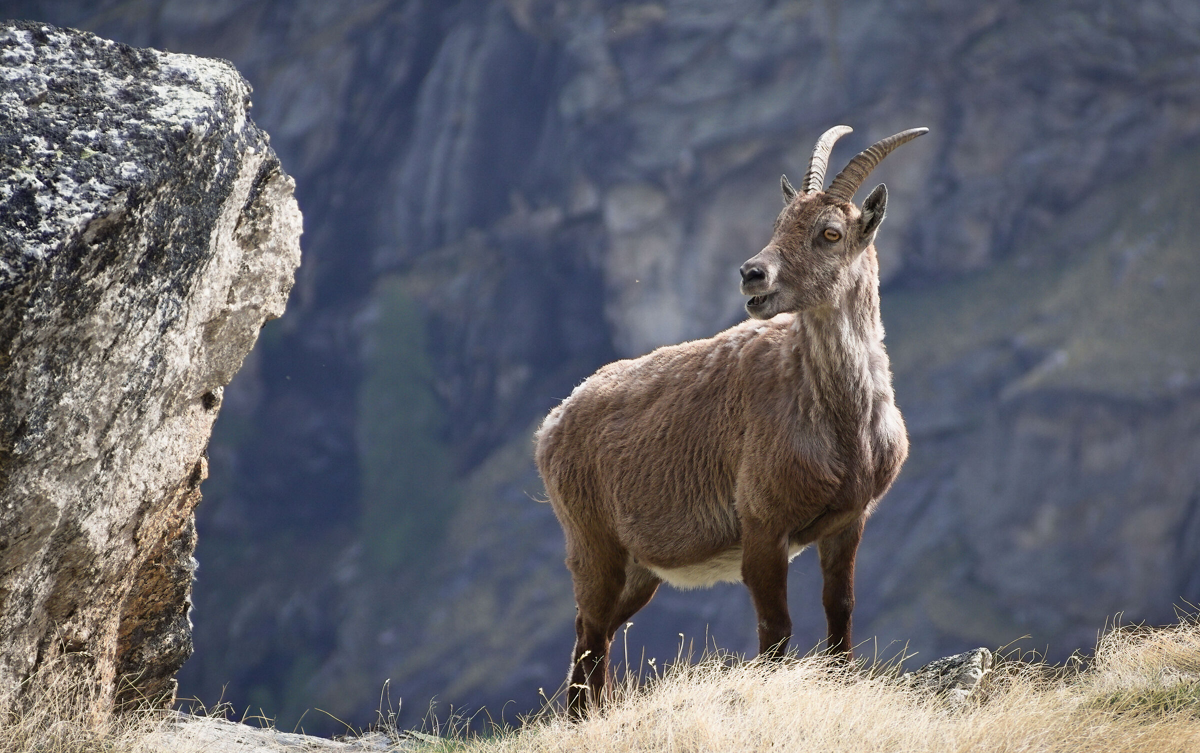 Capra ibex, Valsavarenche.