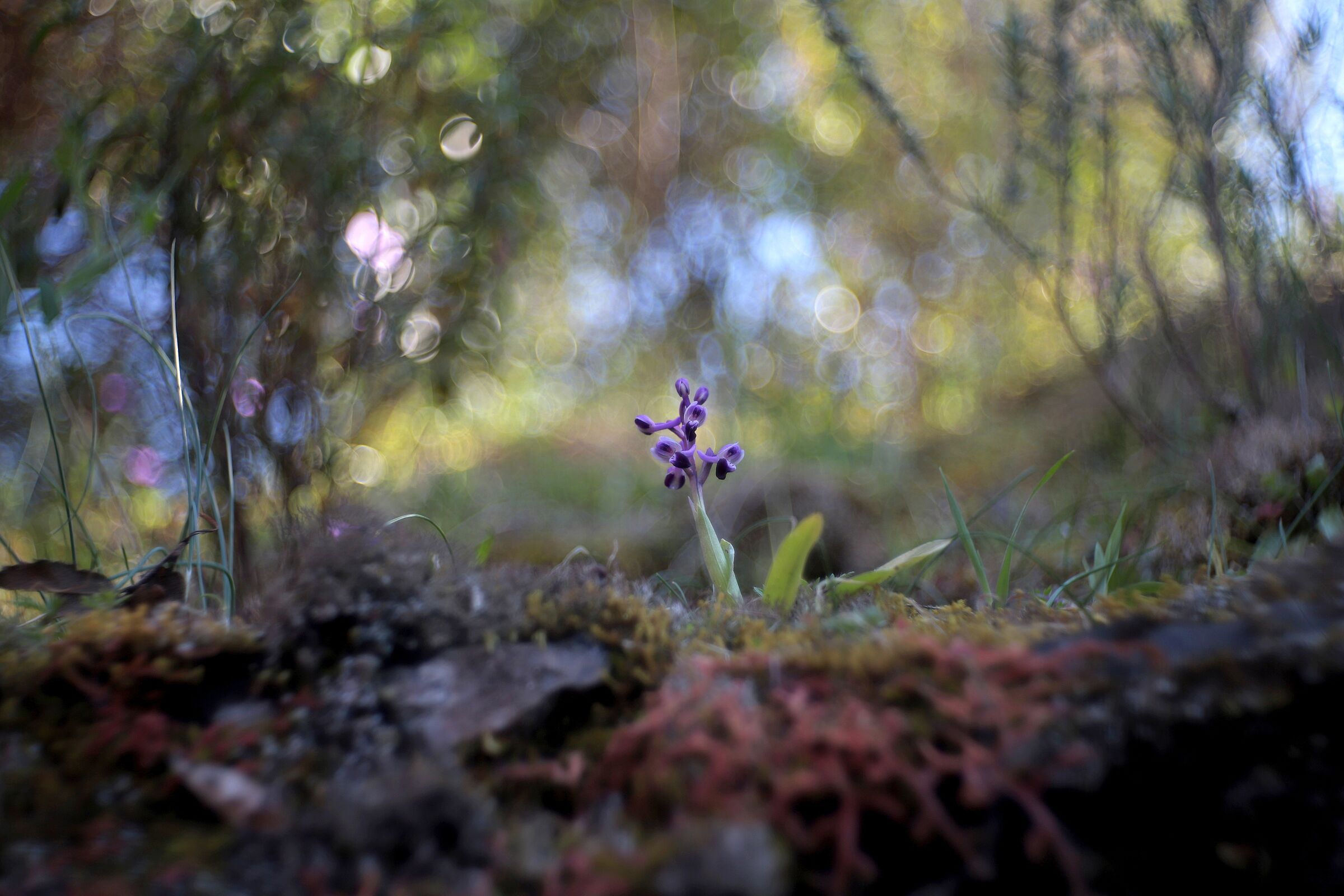 Anacamptis Longicornu