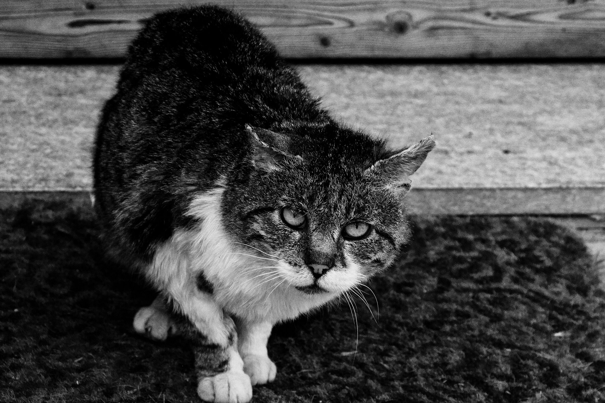 E infine , un "abitante" ...