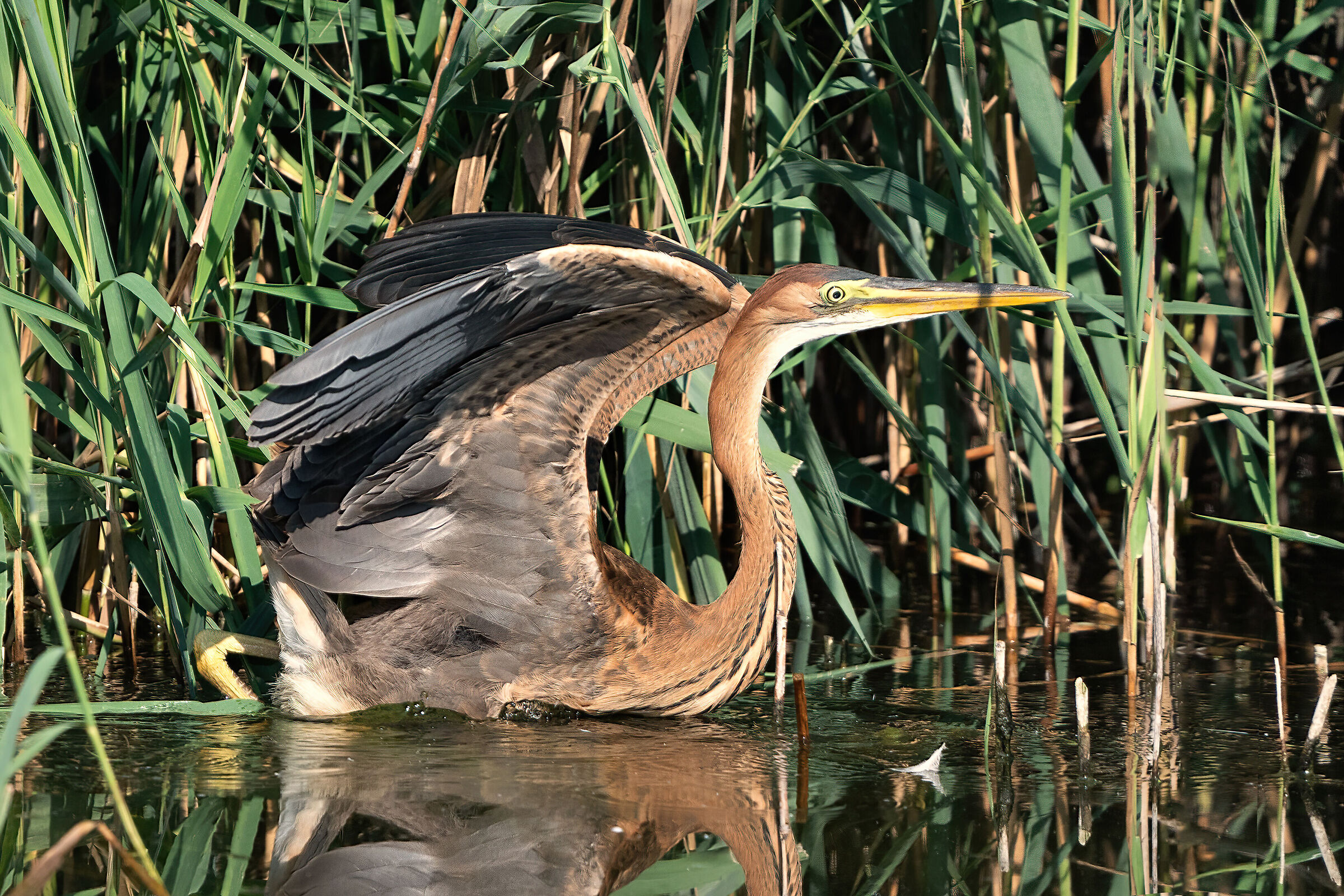 Young red heron