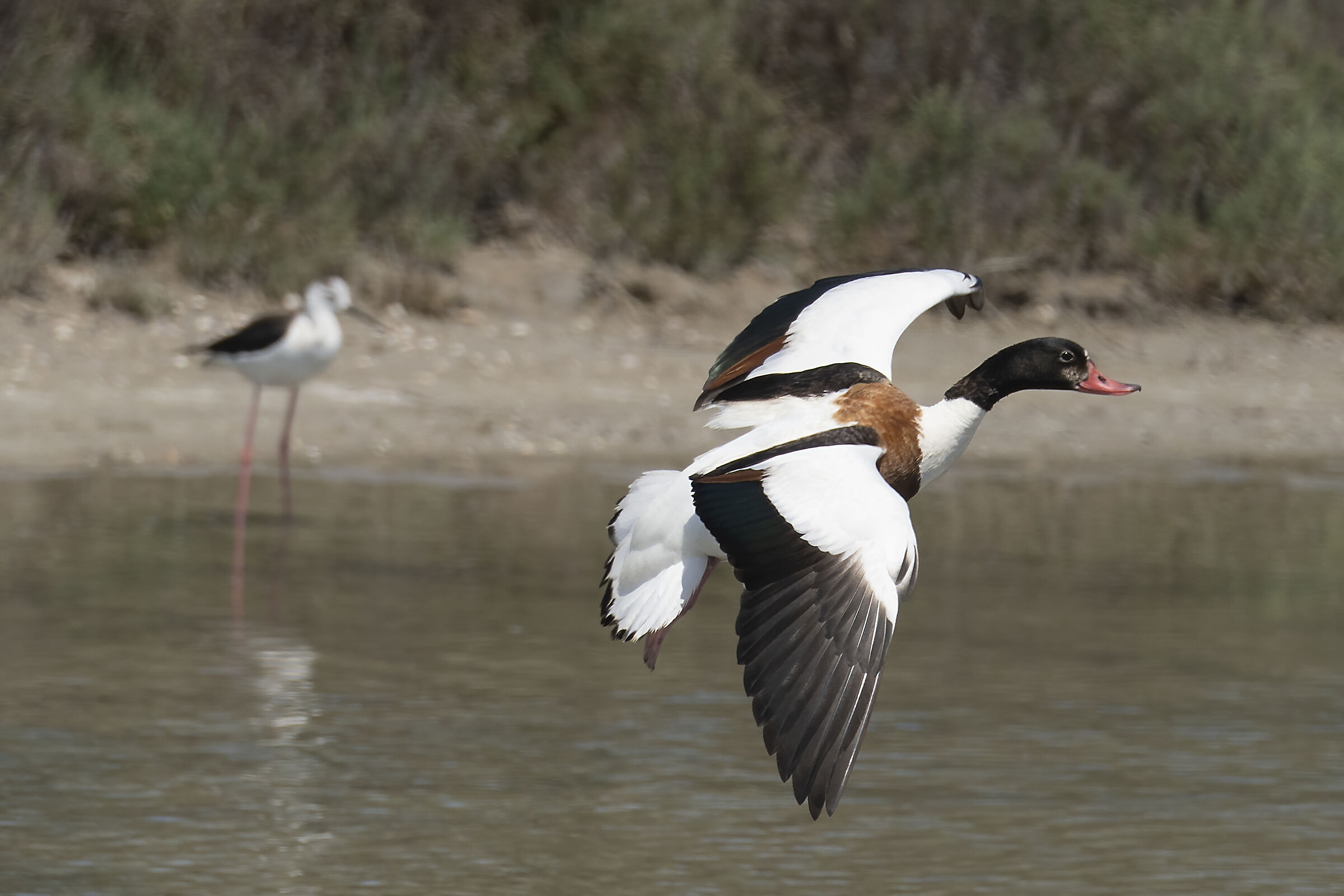 Lio Piccolo - Volpoca