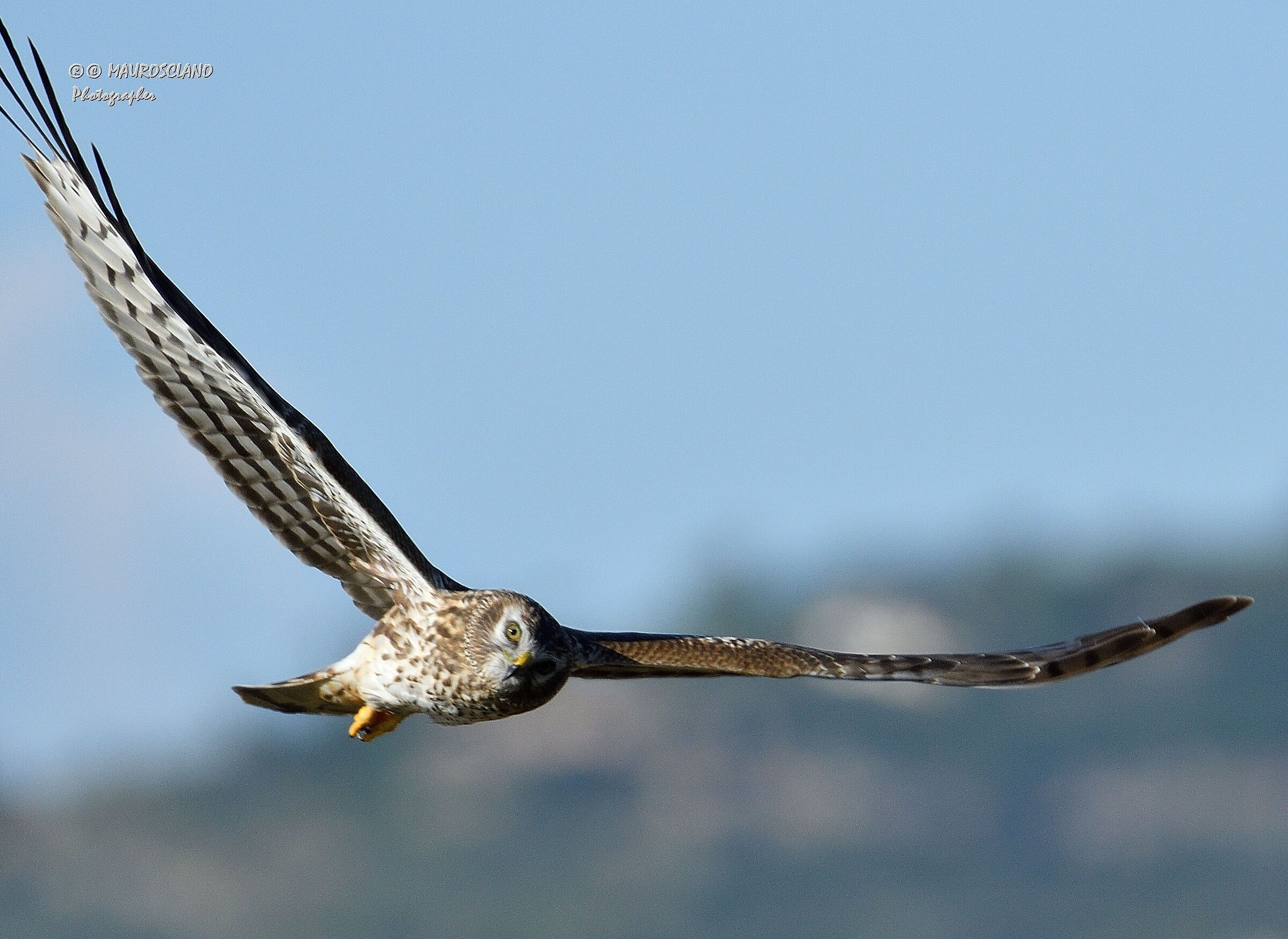 Albanella Reale Femmina