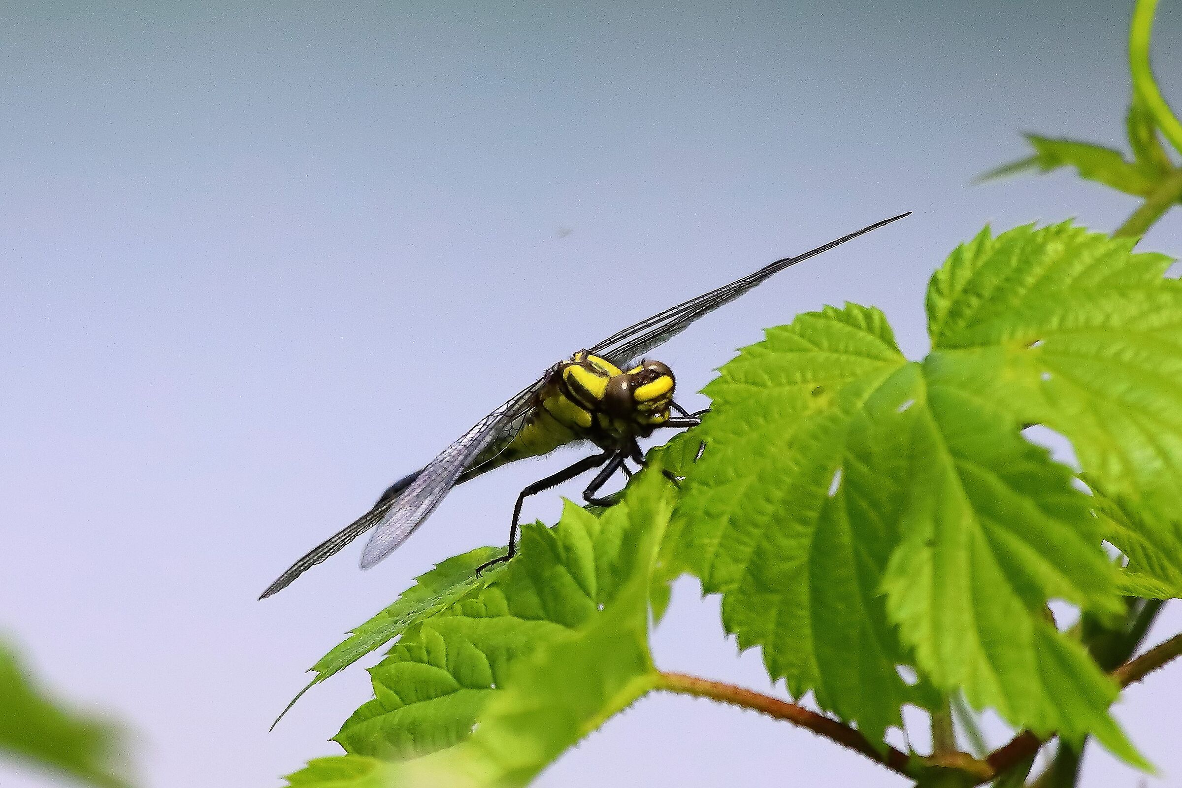 libellula 26-05-2022