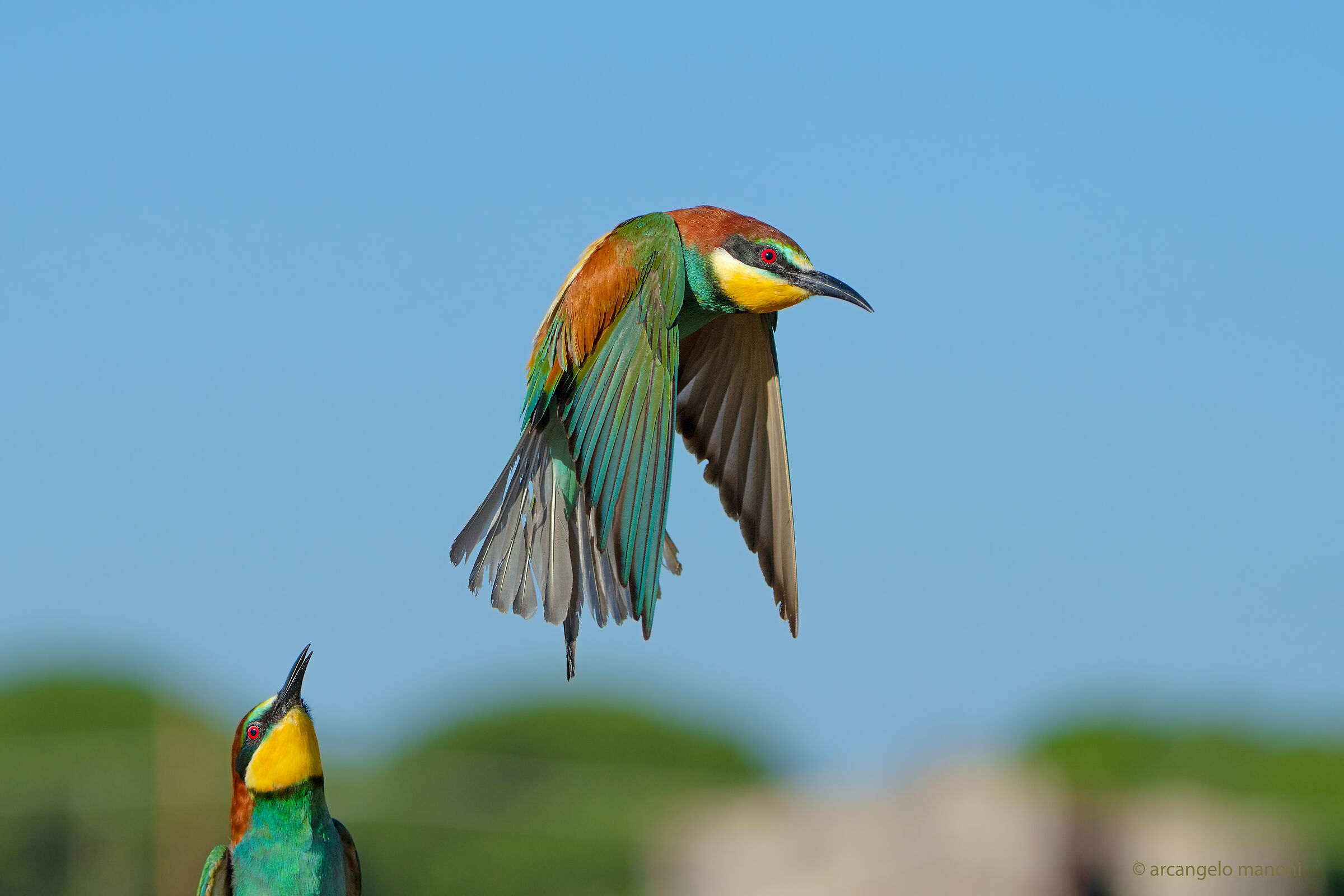 There are those who fly and those who observe....