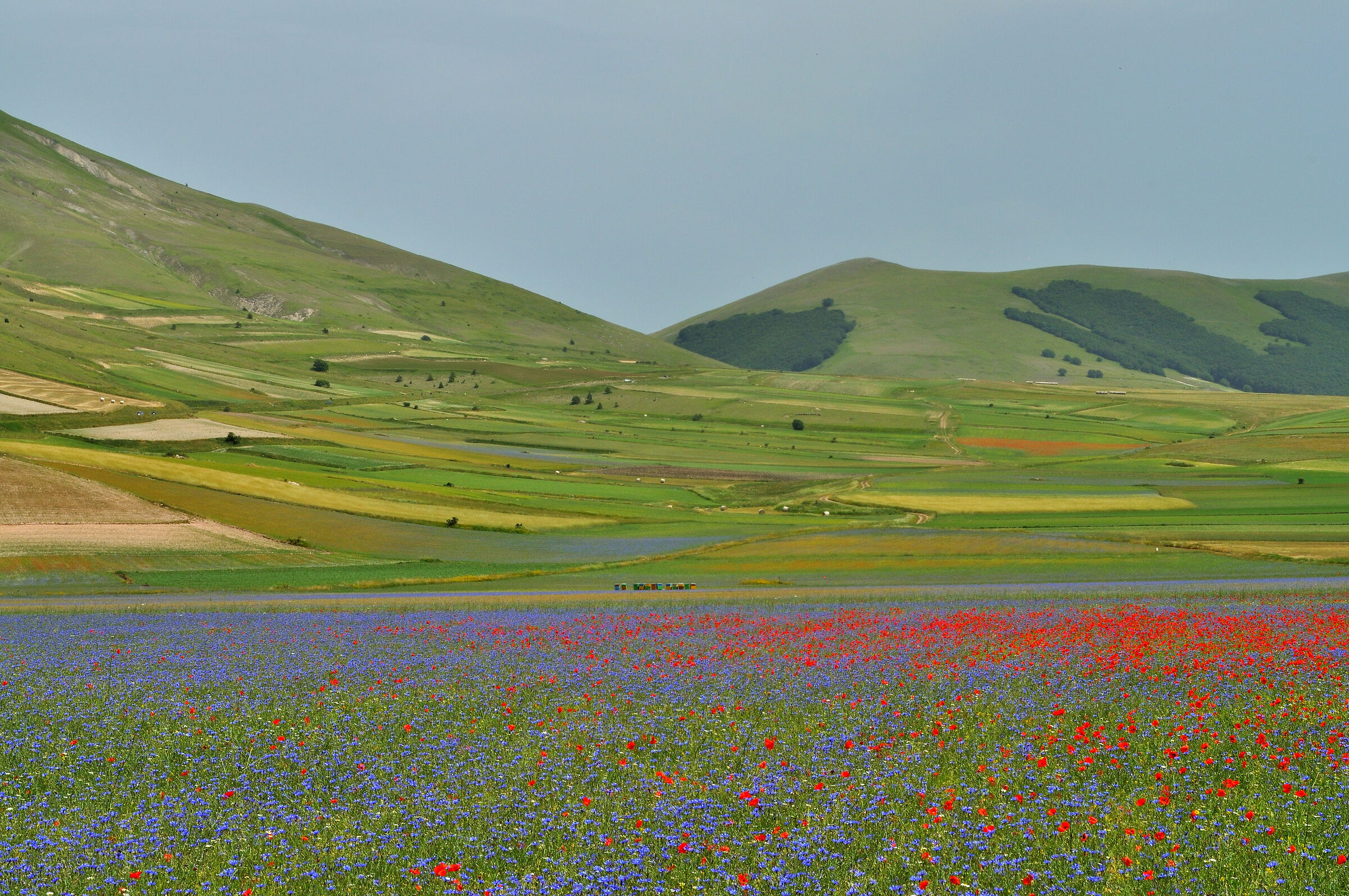 Infiorata in Castelluccio di Norcia