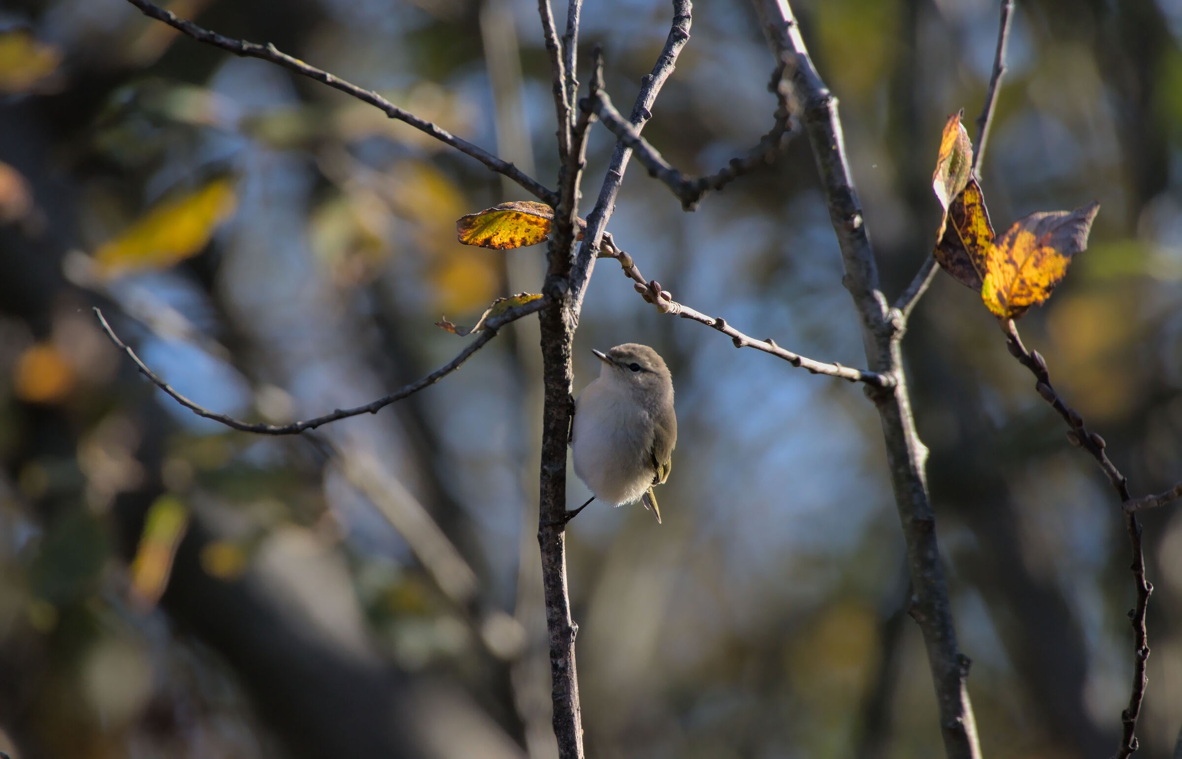 Chiffchaff