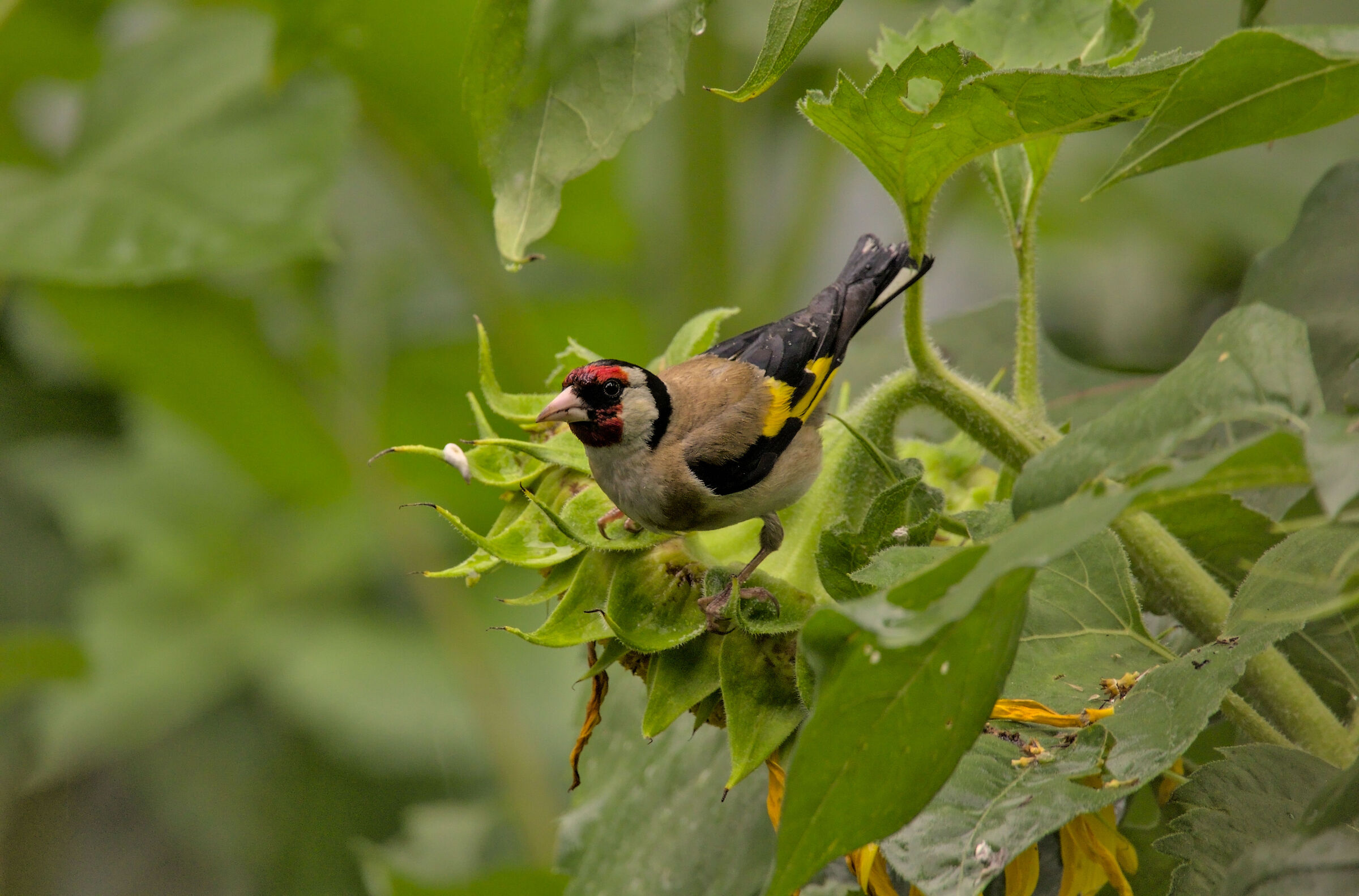 Goldfinch