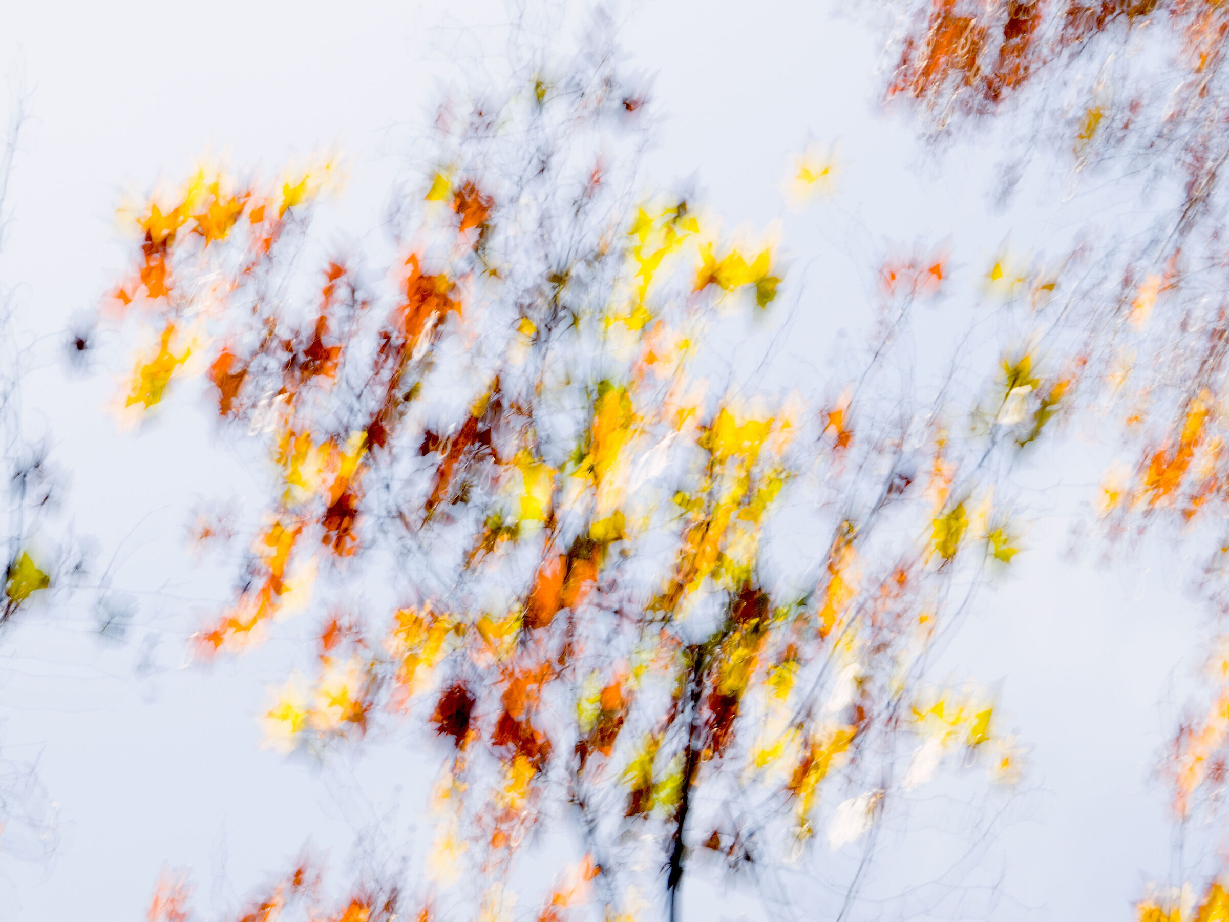 LEAVES?