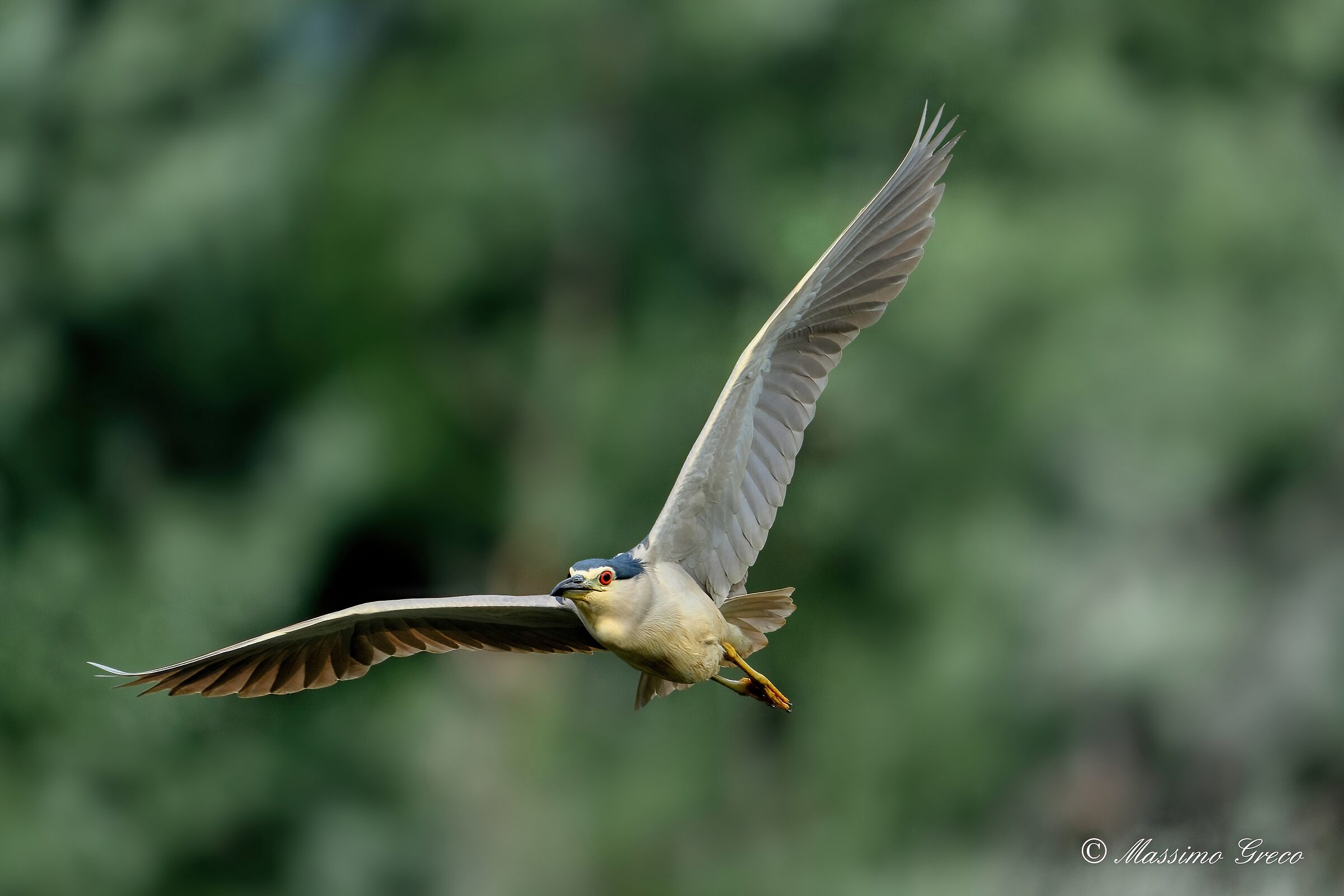 Nitticora (Nycticorax nycticorax )