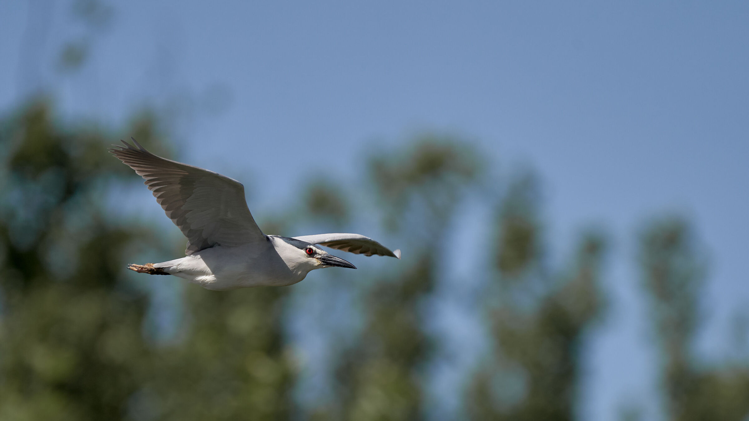 NITTICORA IN FLIGHT