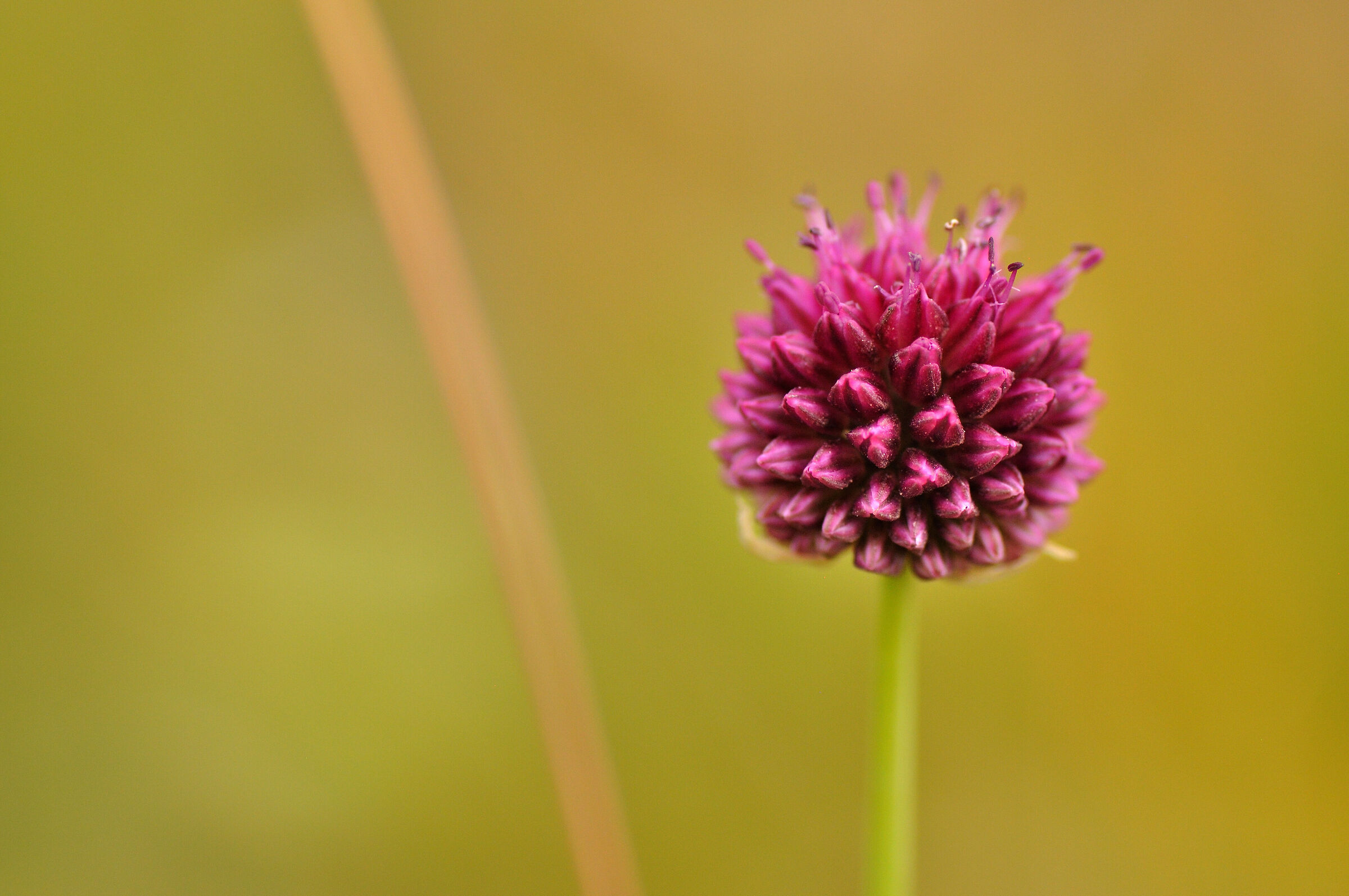 Alium Sphaerocephalon