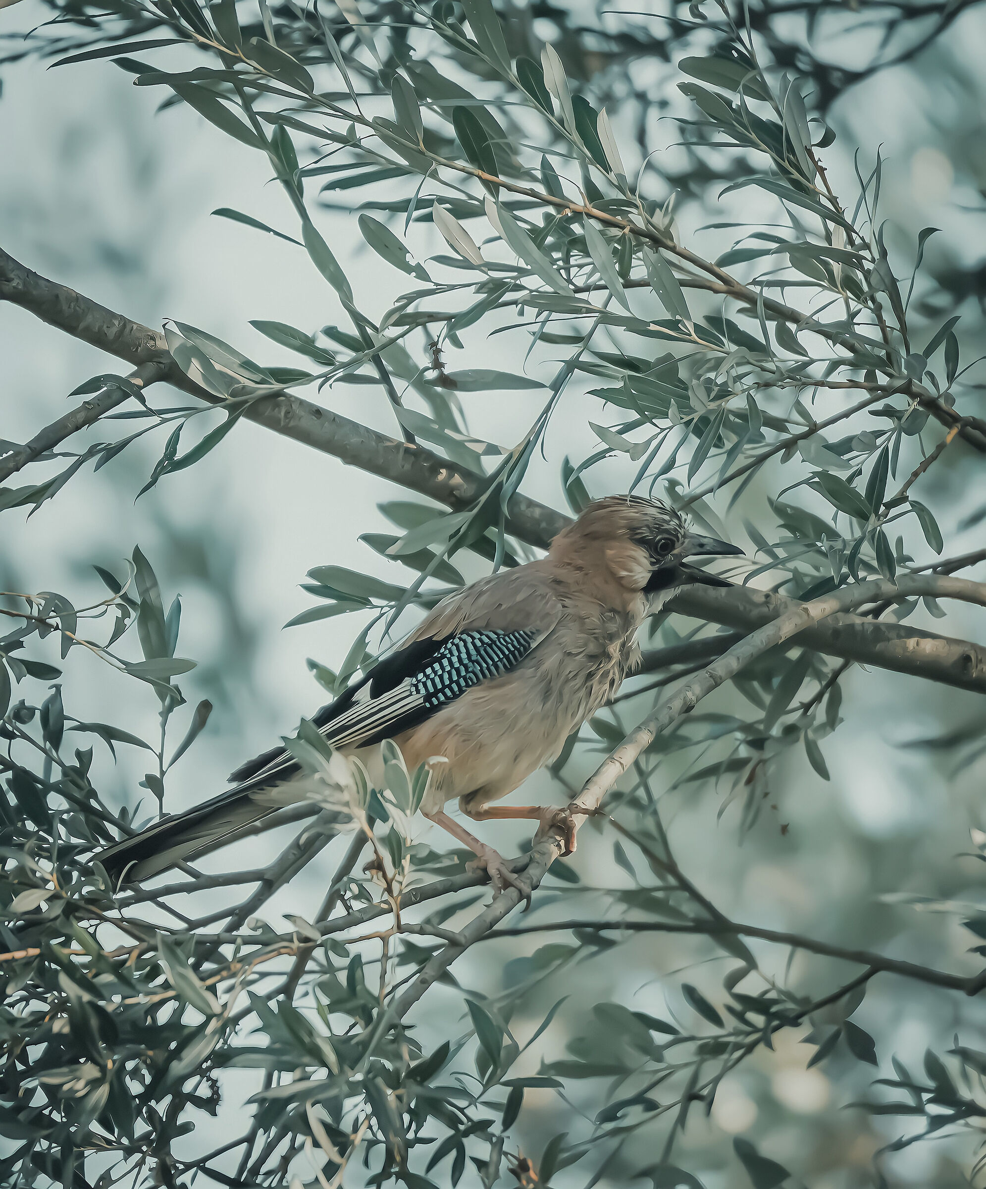 Jay