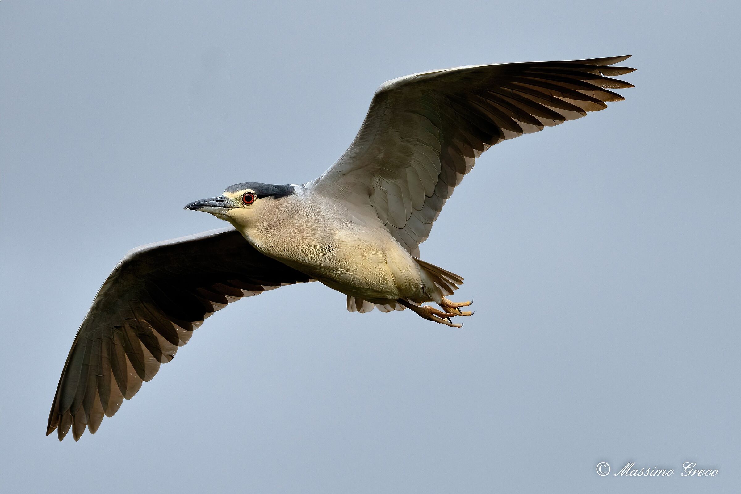 Nitticora (Nycticorax nycticorax )