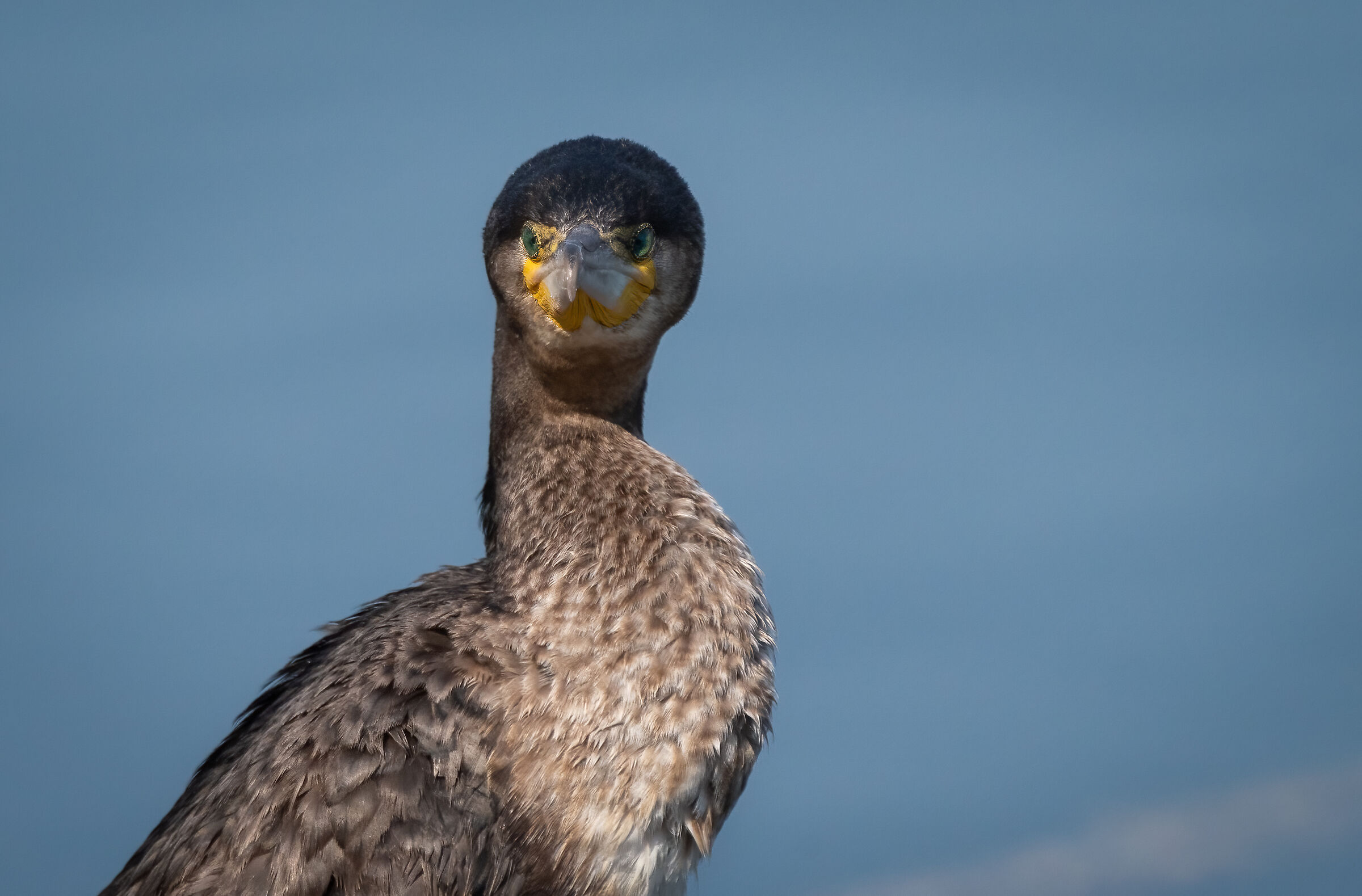 Faccia da cormorano