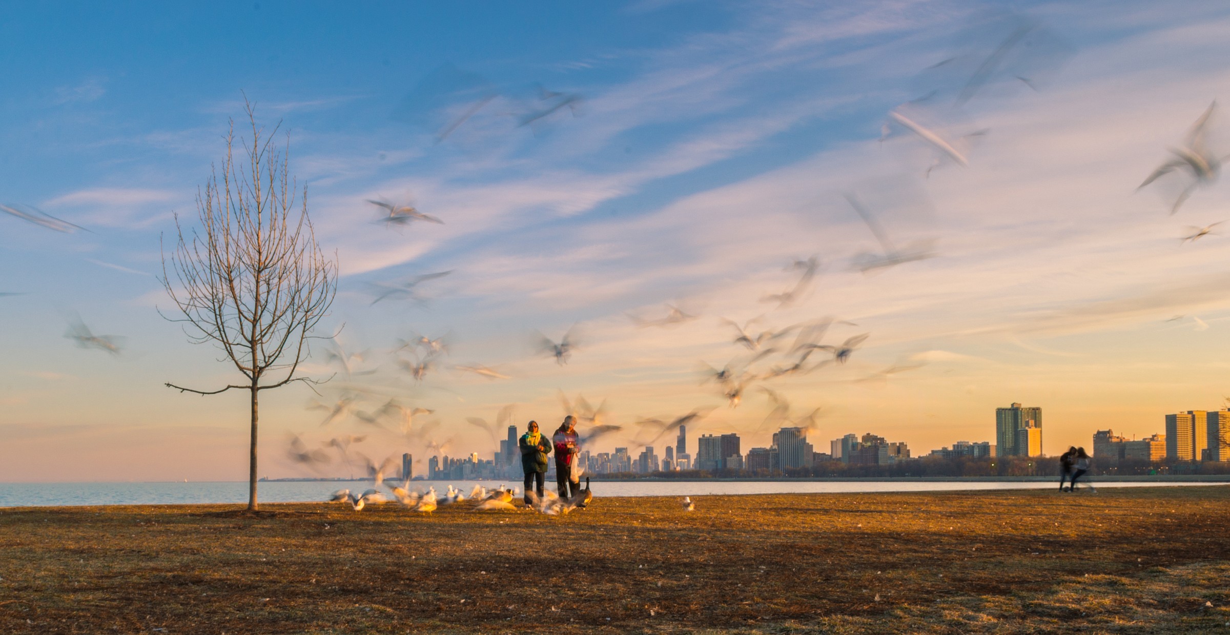 La folla di Gabbiani