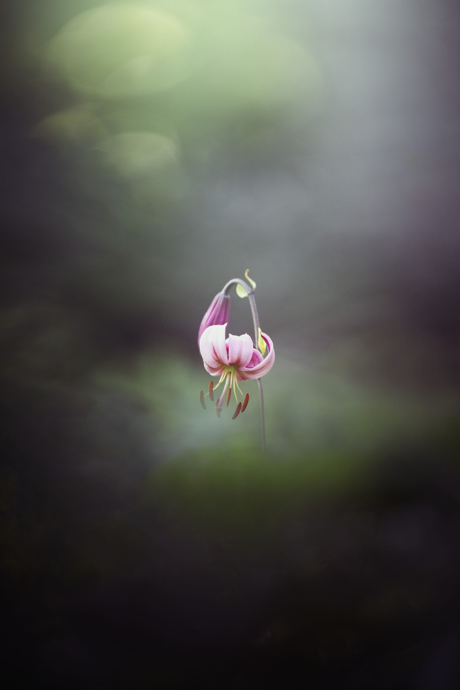 Untitled Photo