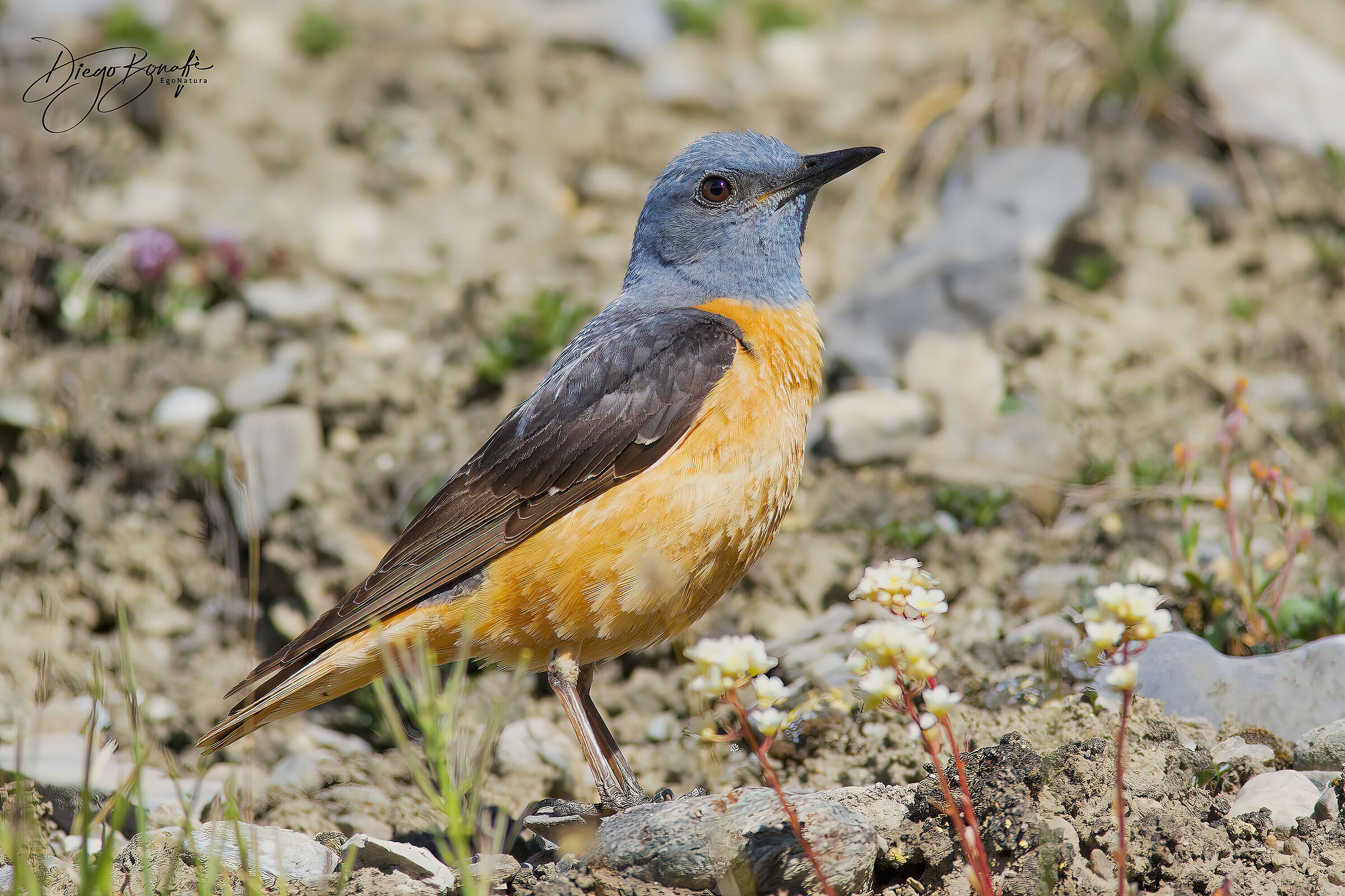 Codirossone maschio ... bello bellissimo