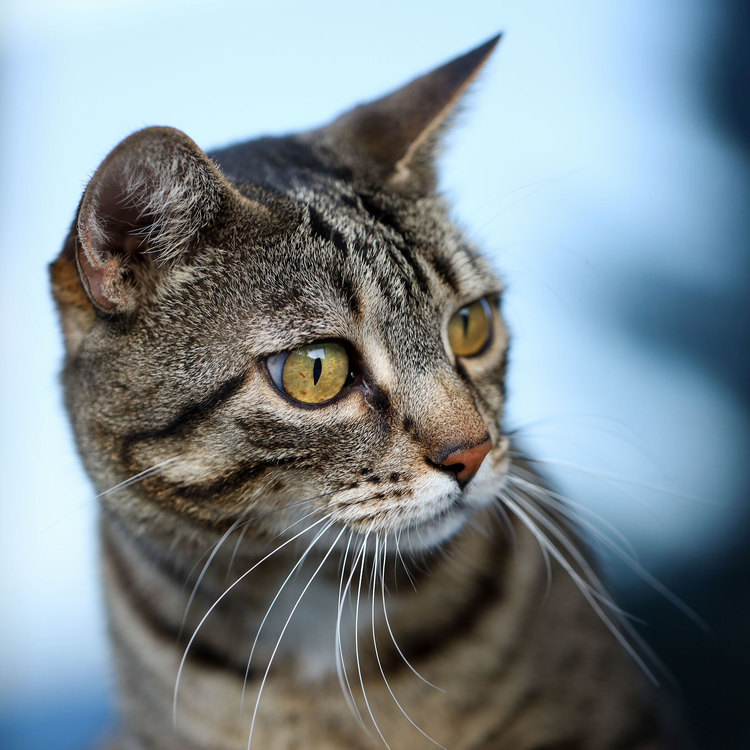 Portrait 1x1 of Brioche