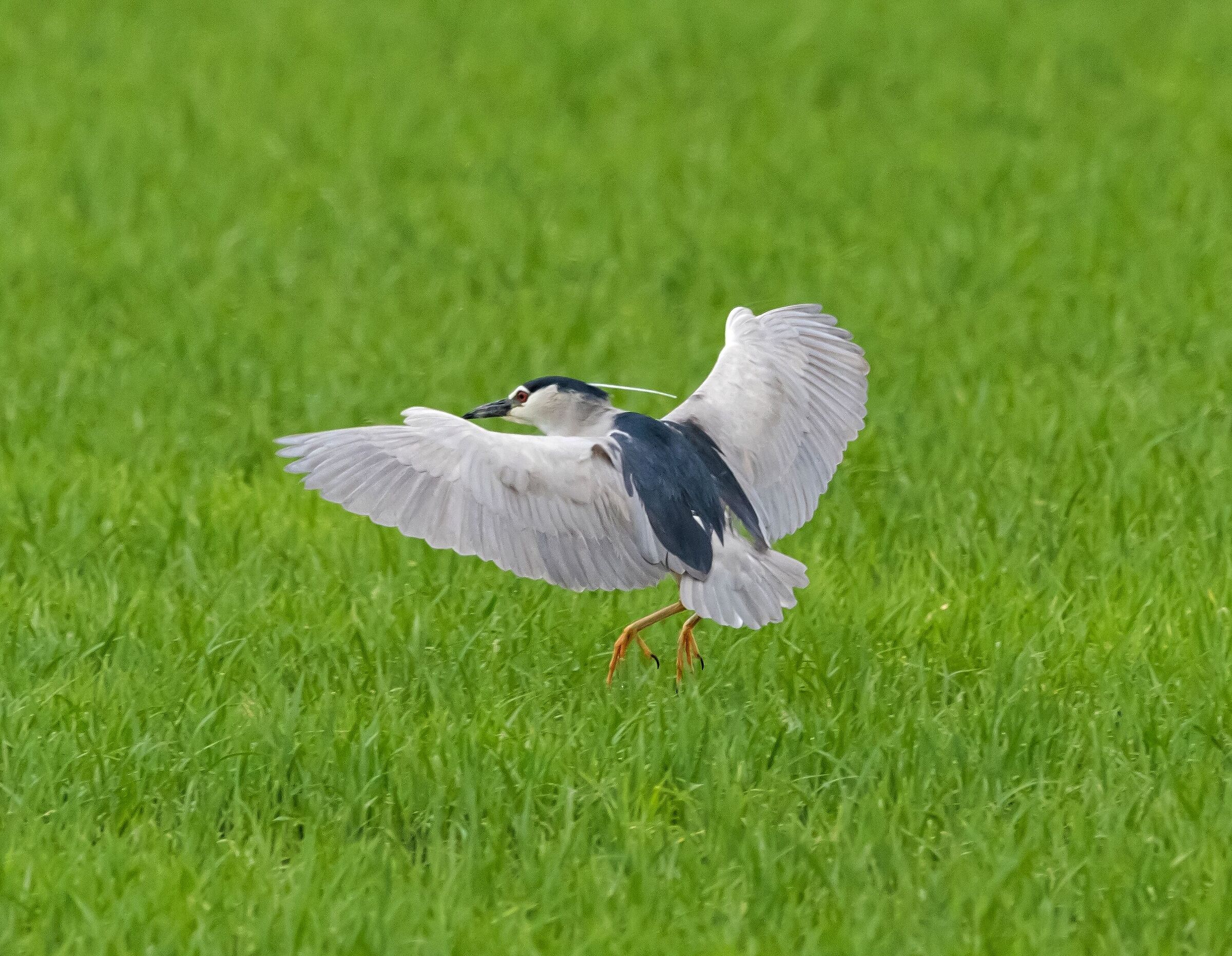 Nitticora landing in the middle of rice fields 15/06/2022