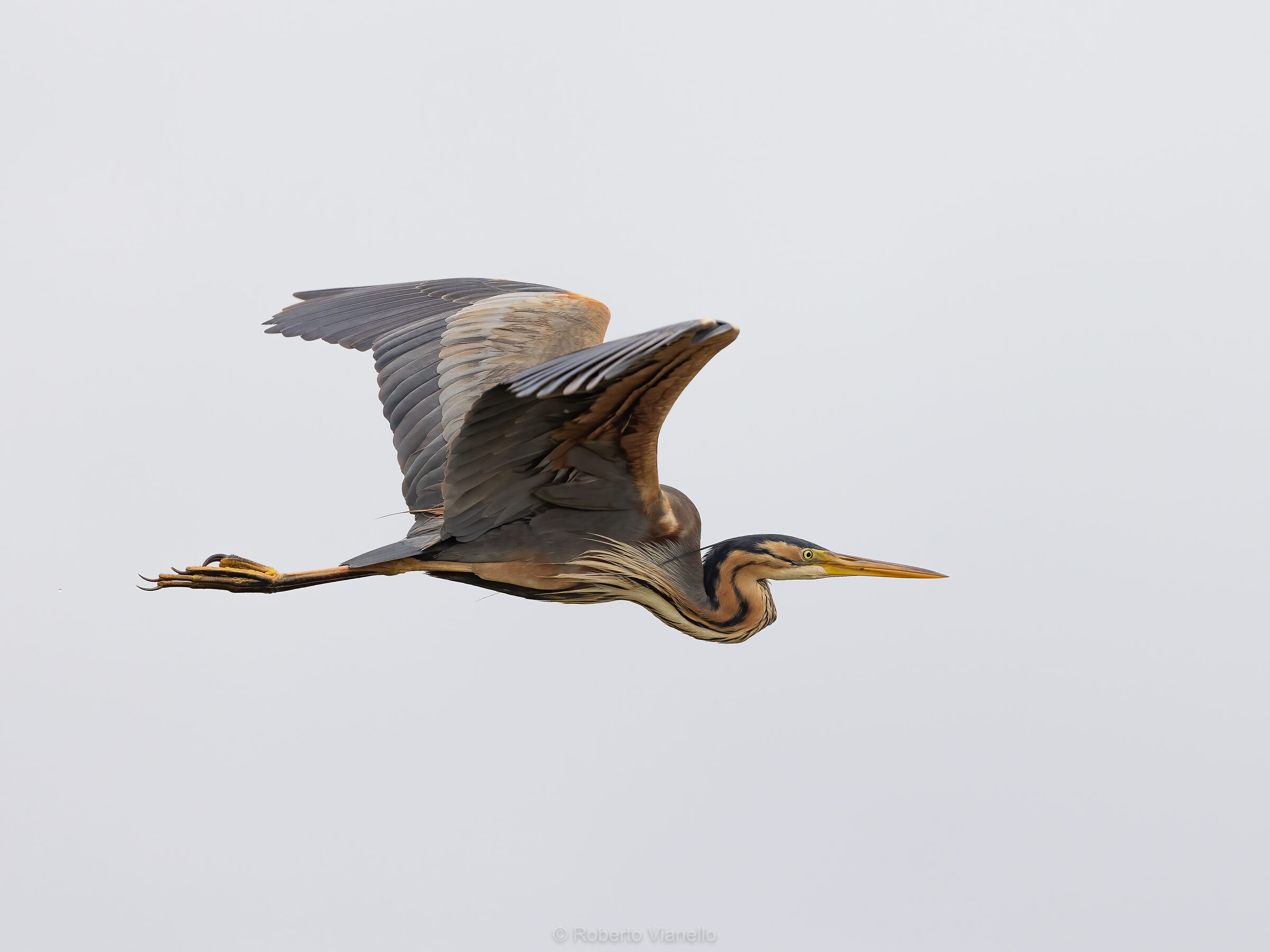 Airone rosso (Ardea purpurea)