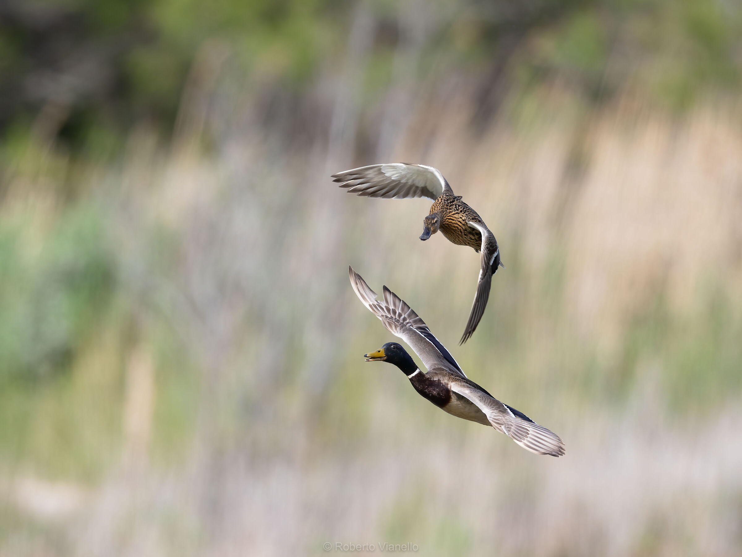 Germani reali (Anas platyrhynchos)