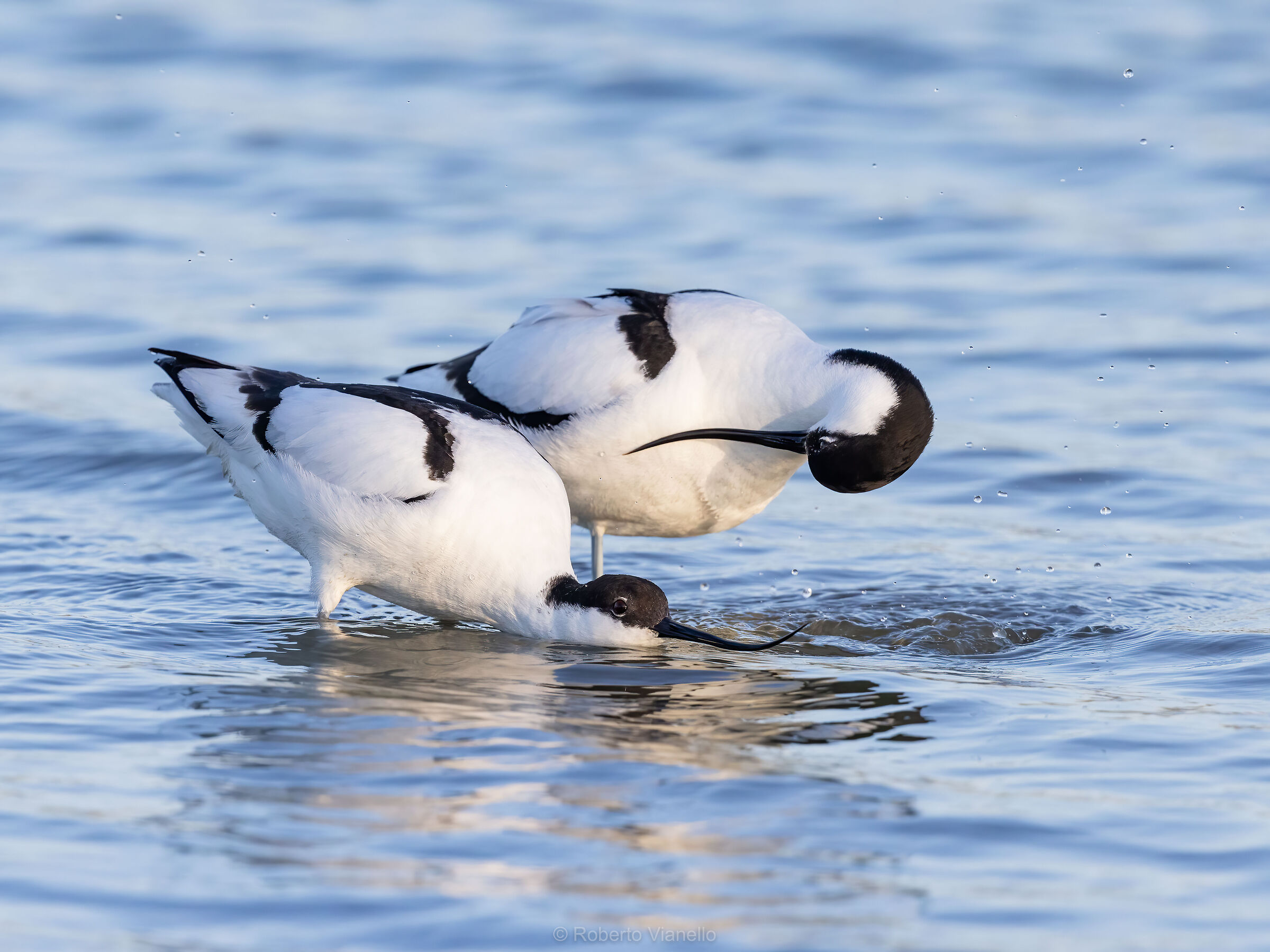 Avocette (Recurvirostra avosetta)