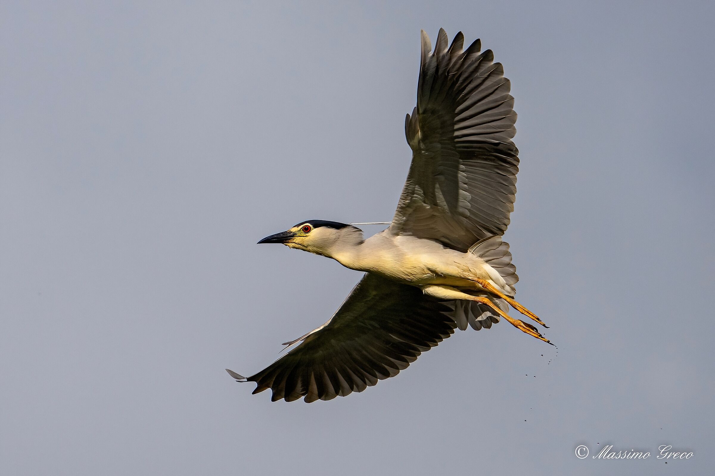 Nitticora (Nycticorax nycticorax )