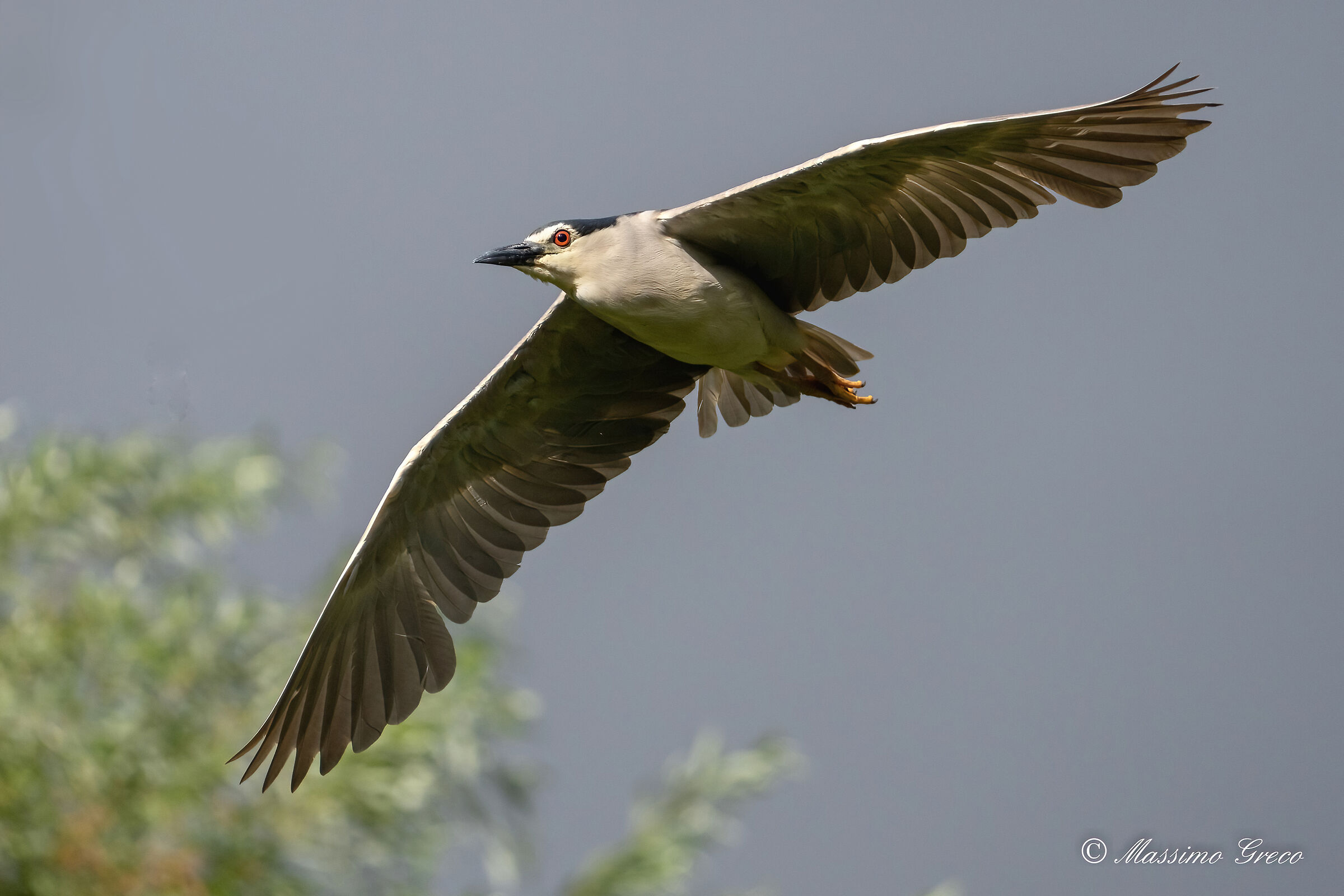 Nitticora (Nycticorax nycticorax )