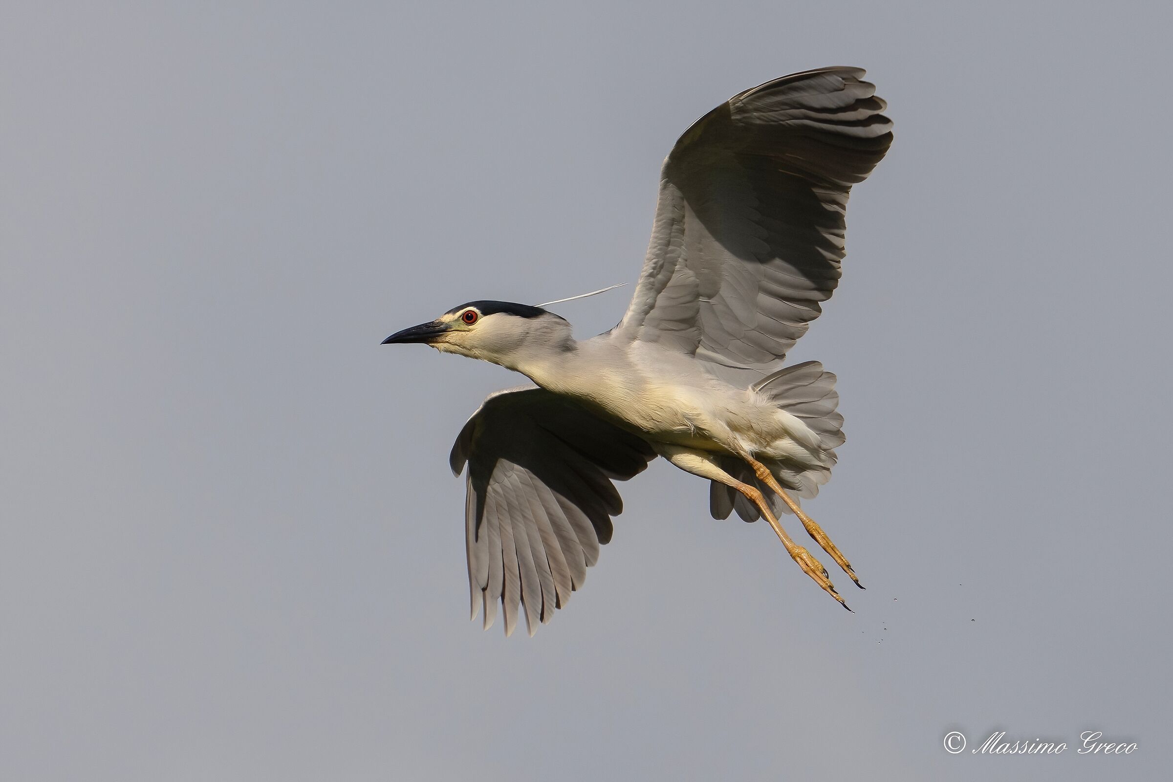 Nitticora (Nycticorax nycticorax )