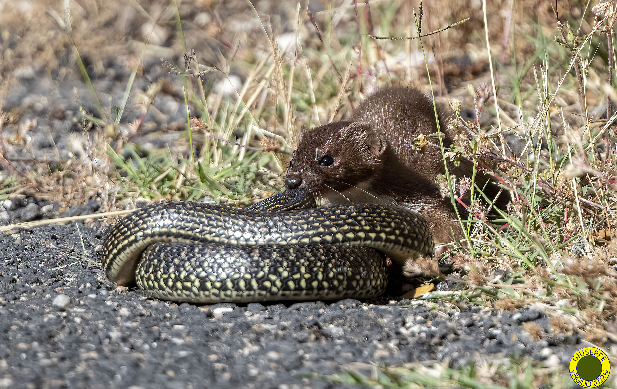 Weasel with prey Biacco (Sardinia) 2022