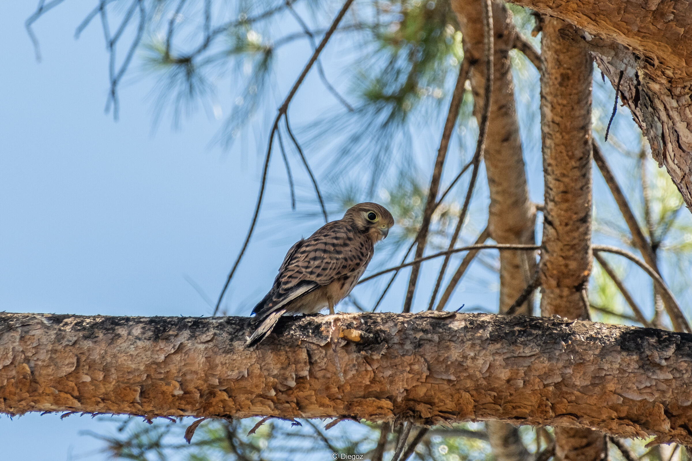 second curious kestrel