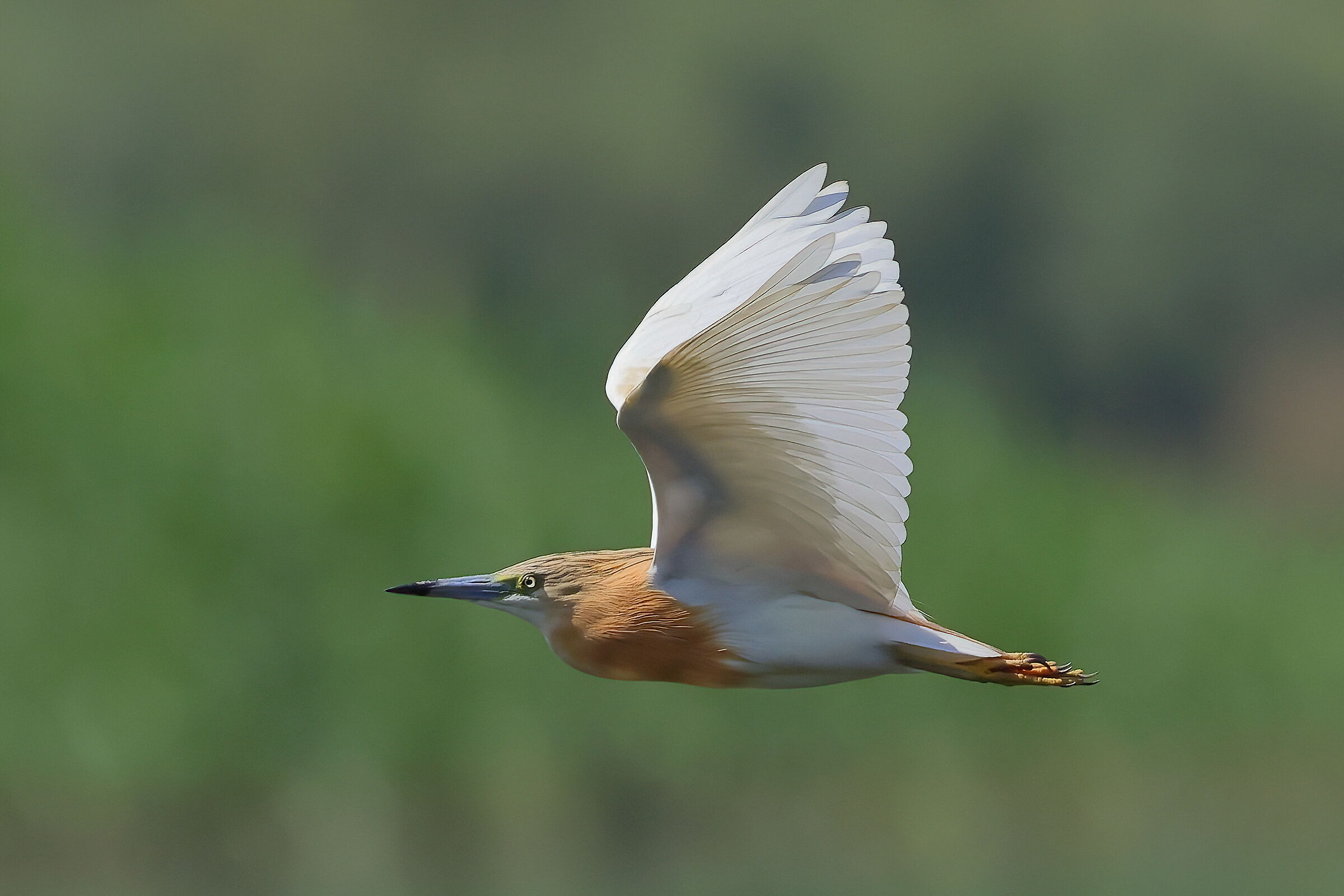 Squacco heron