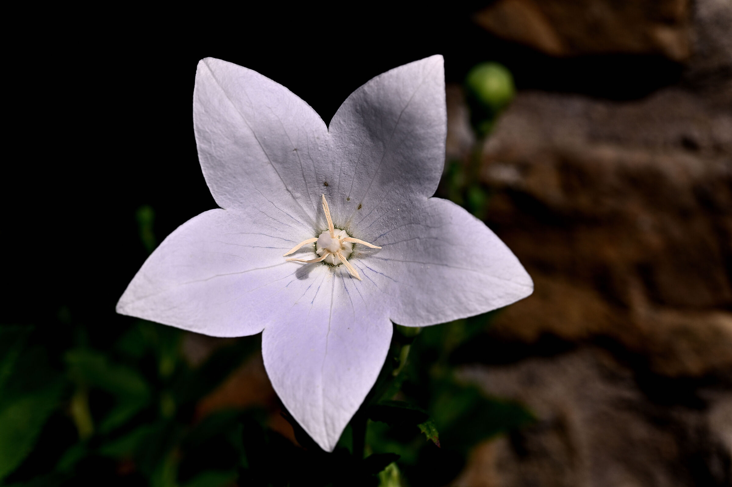 Platycodon bianco...