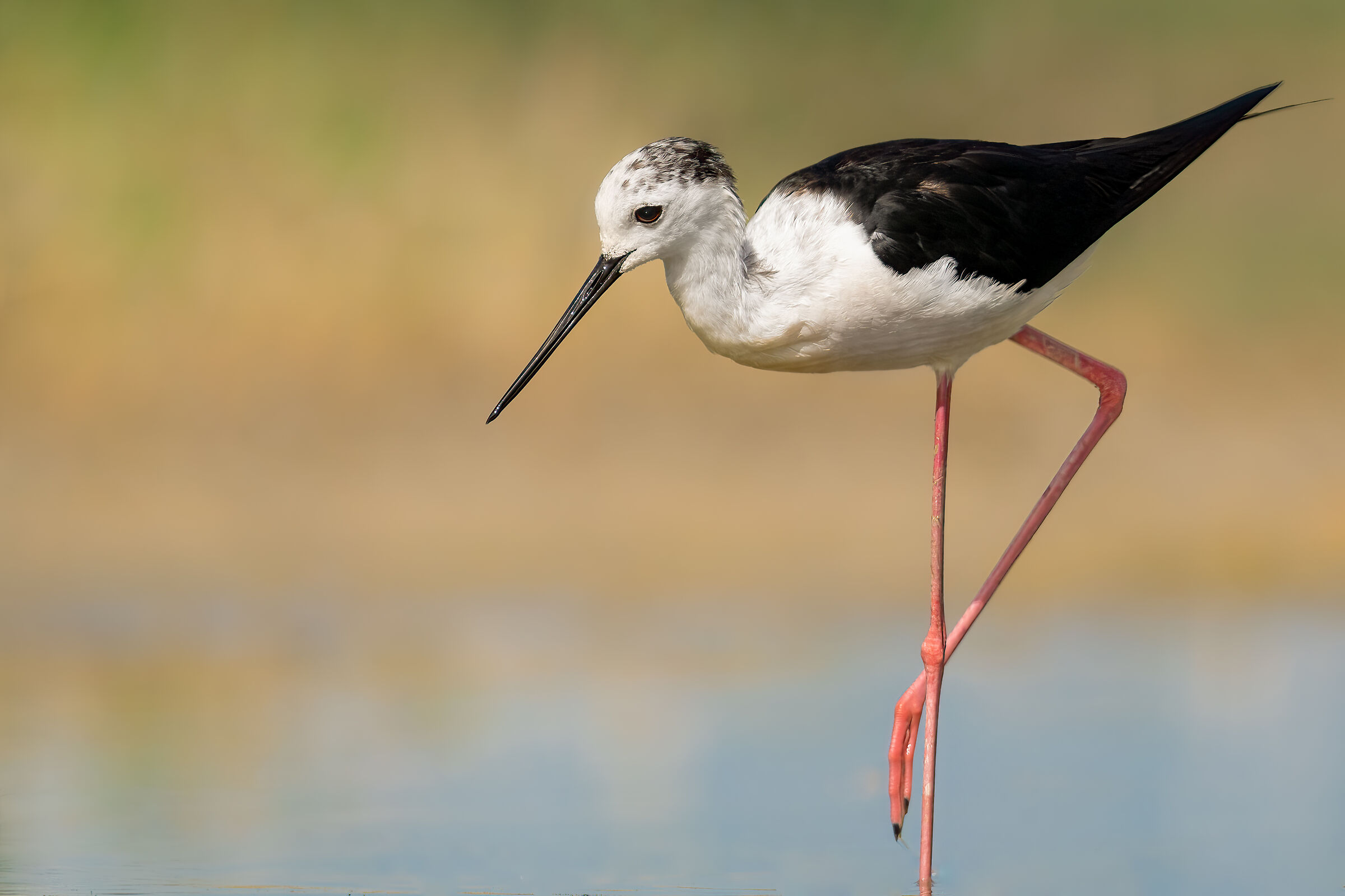 Cavaliere d'Italia (Himantopus himantopus)