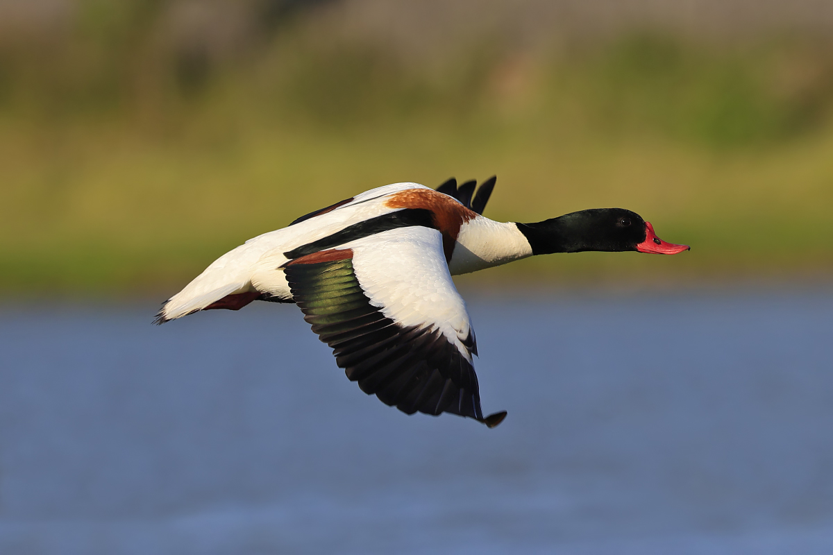 Common shelduck