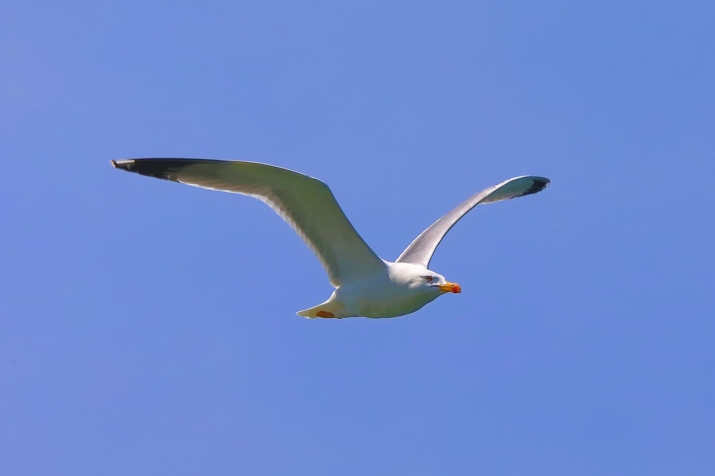 gabbiano terrestre 27-05-2022