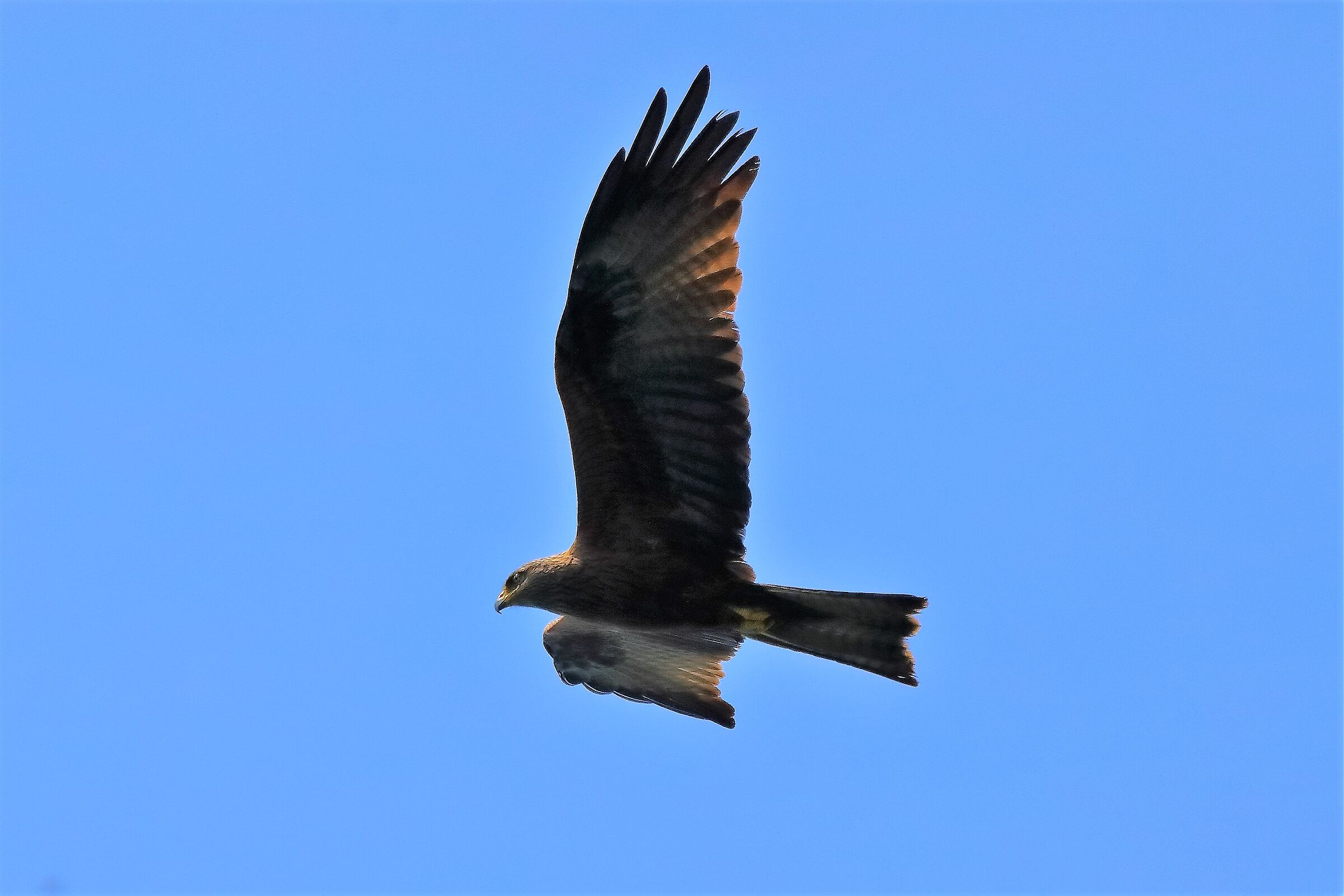 nibbio bruno 27-05-2022