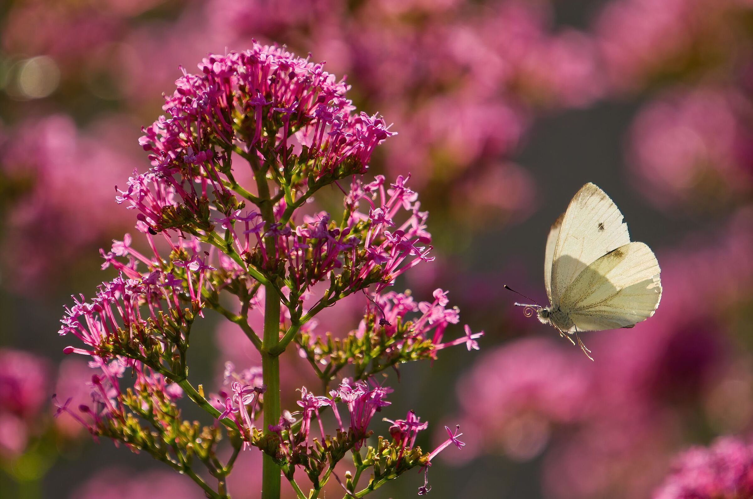 A white spot in fuchsia