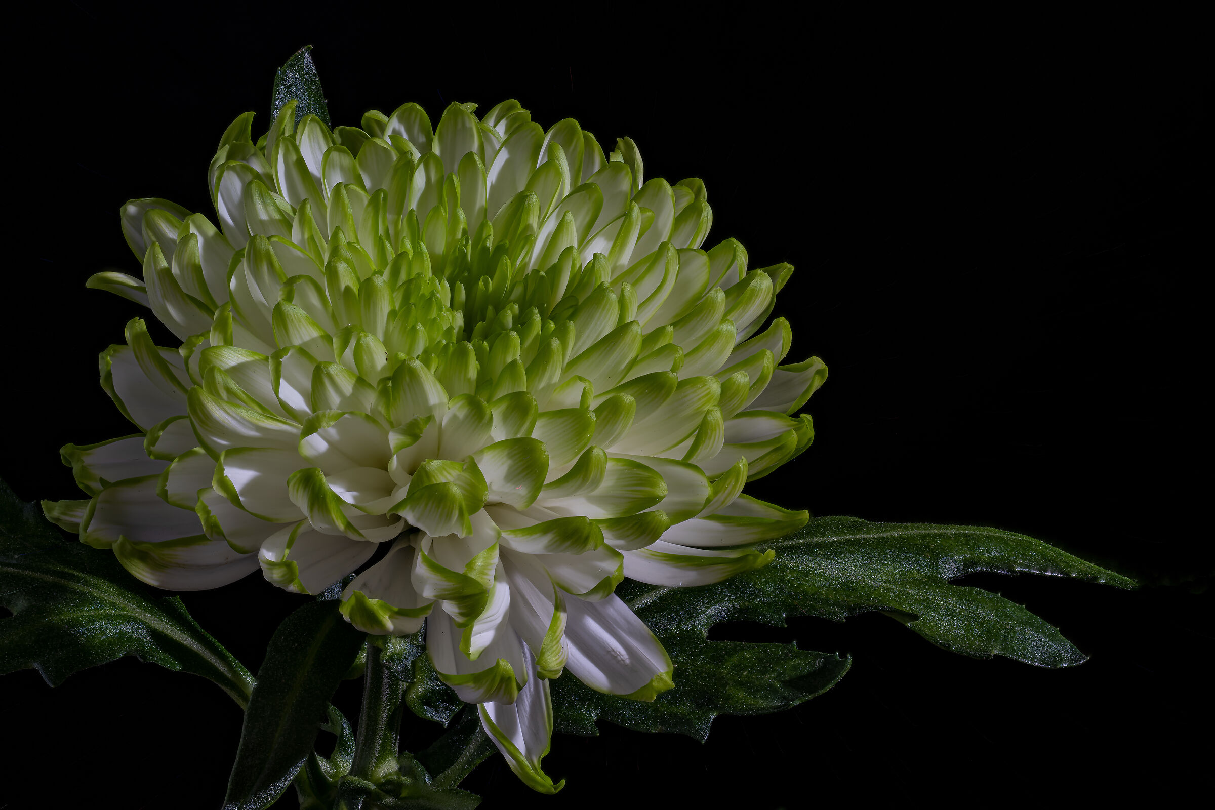 Chrysanthemum