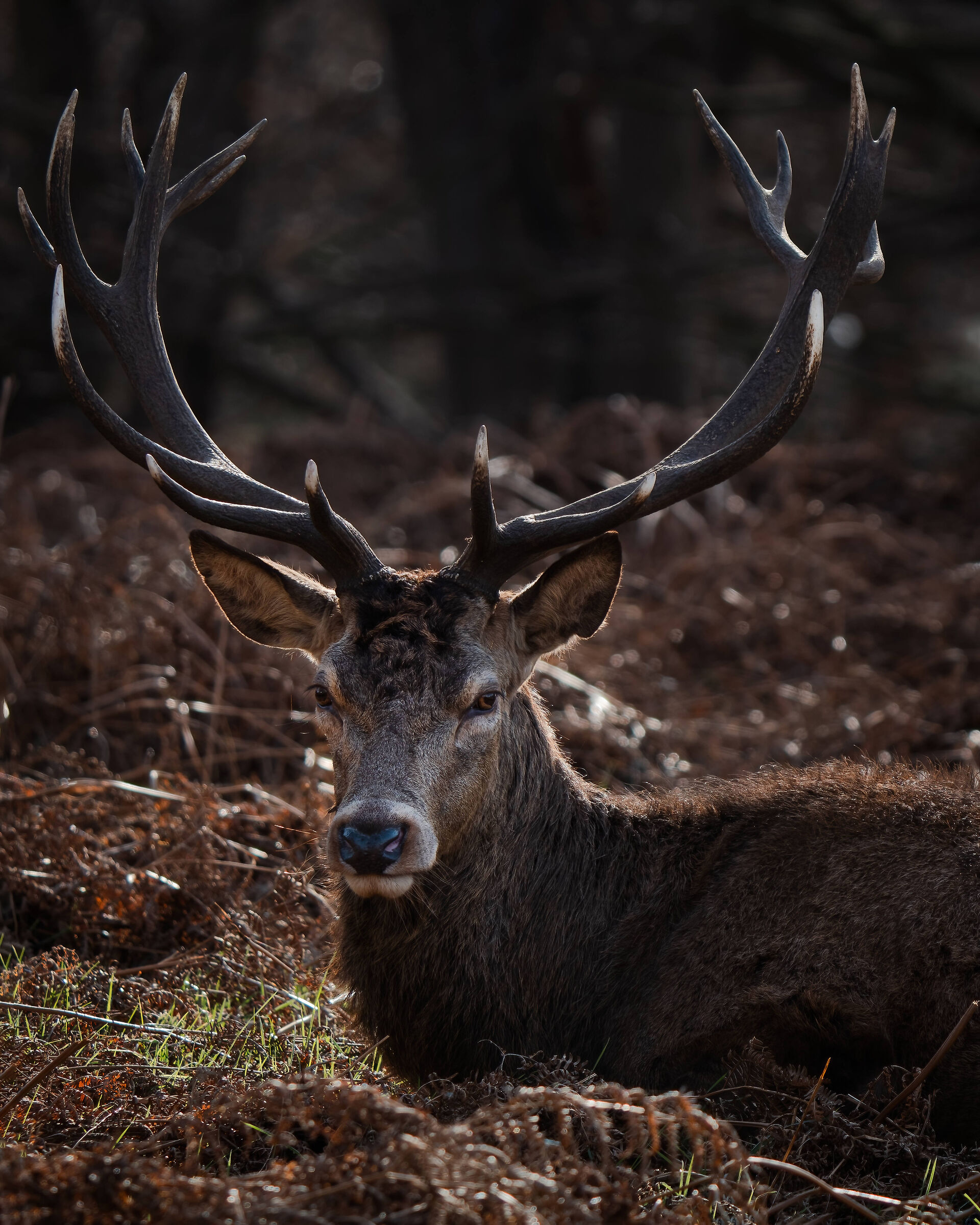 Old red deer at rest