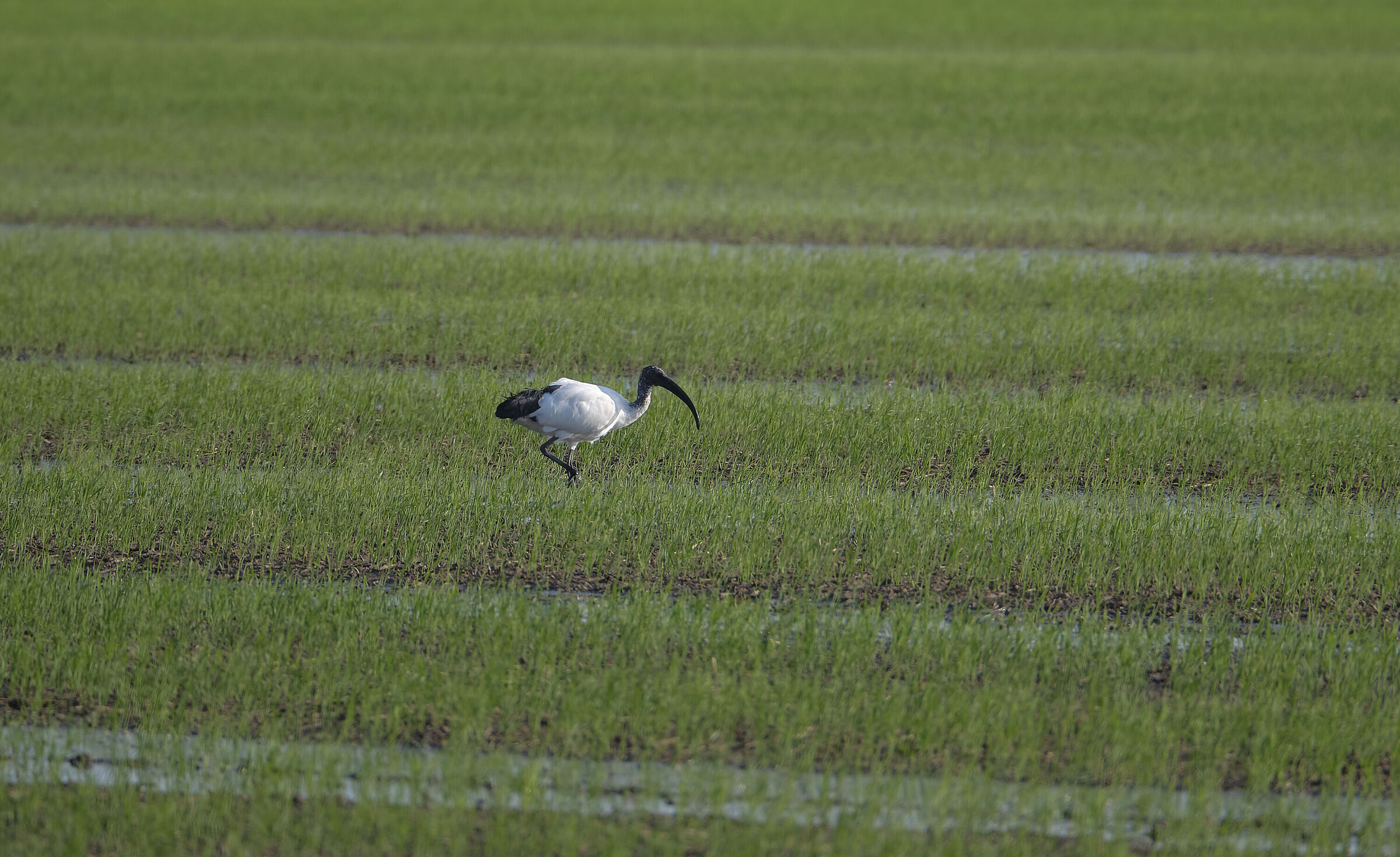 Ibis among the rice fields