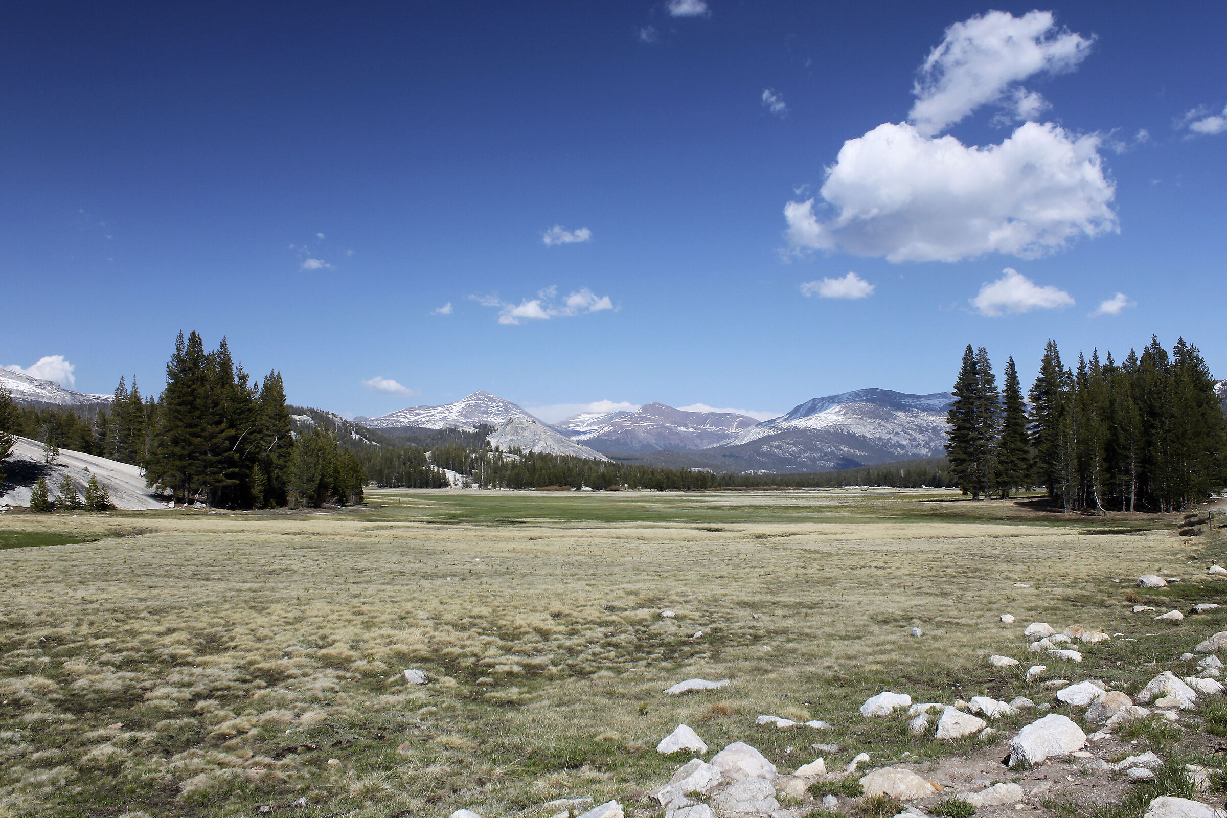 Meadow - Yosemite
