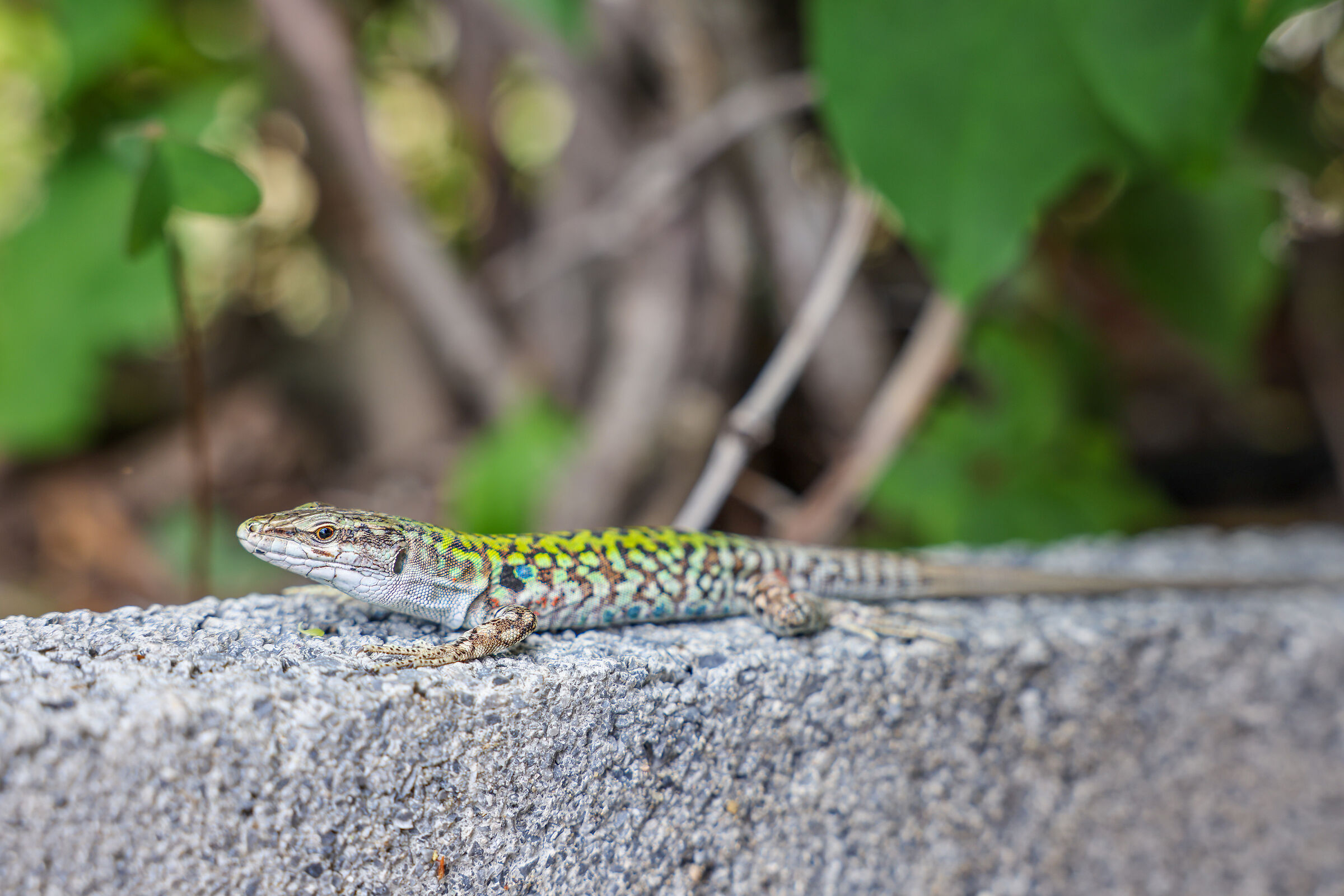 Macro Lizard... Without Macro....