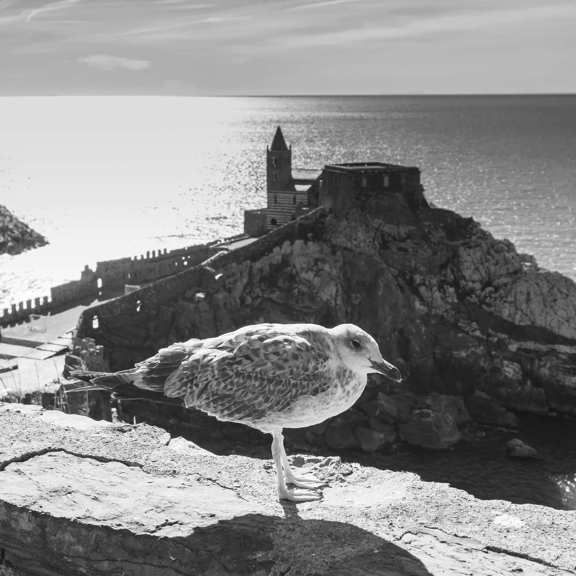 Seagull in Portovenere