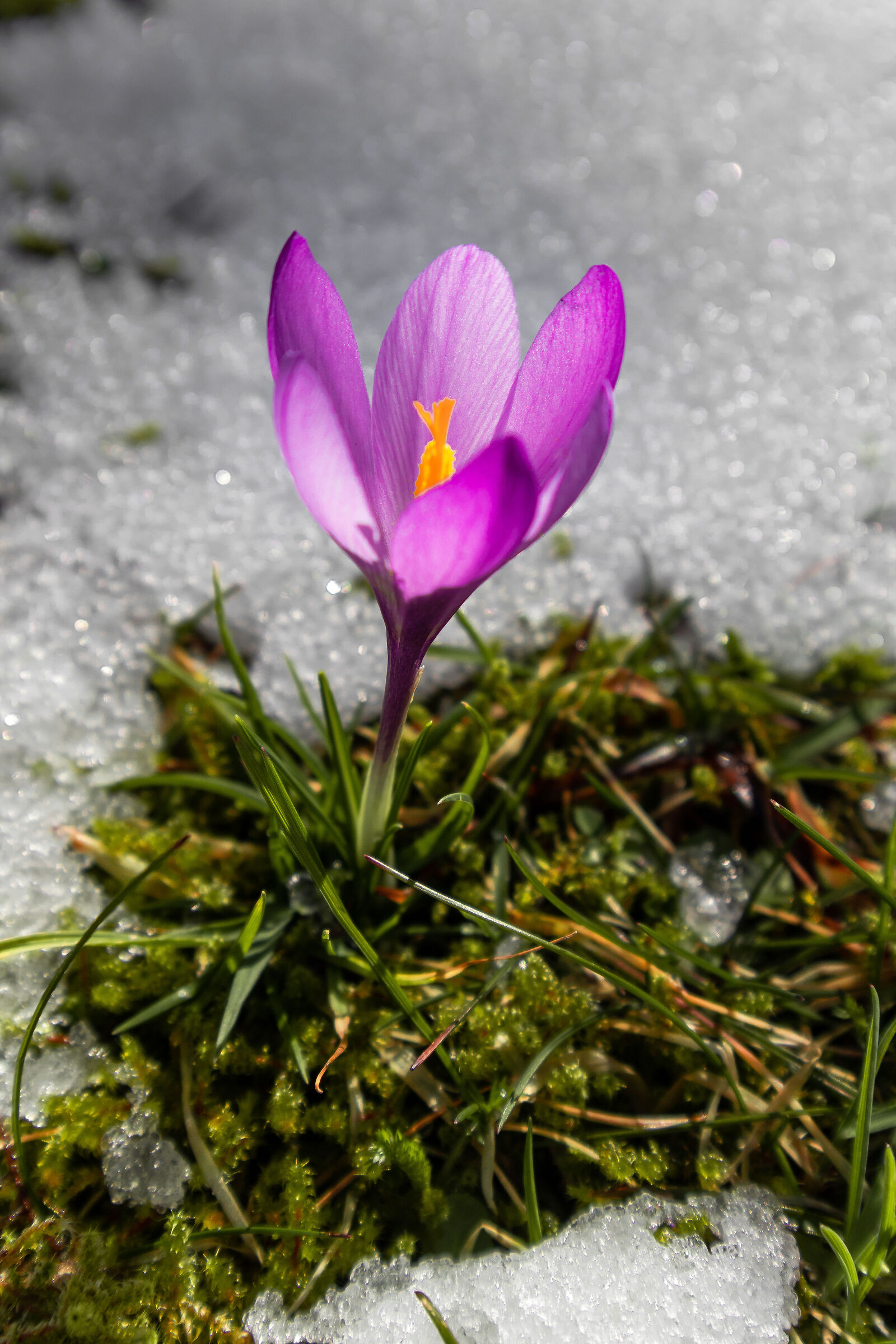 Crocus Snowdrop