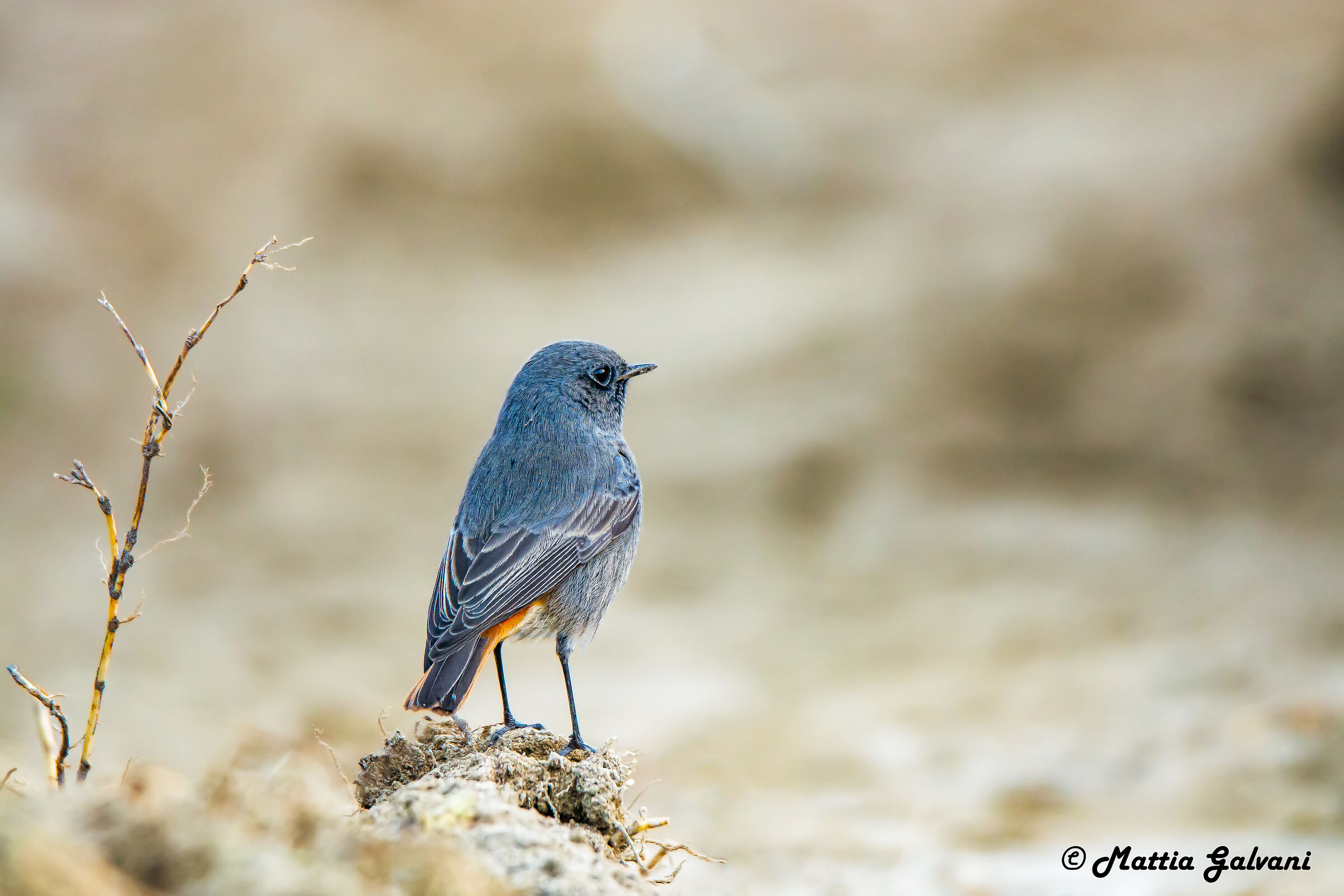 Black redstart