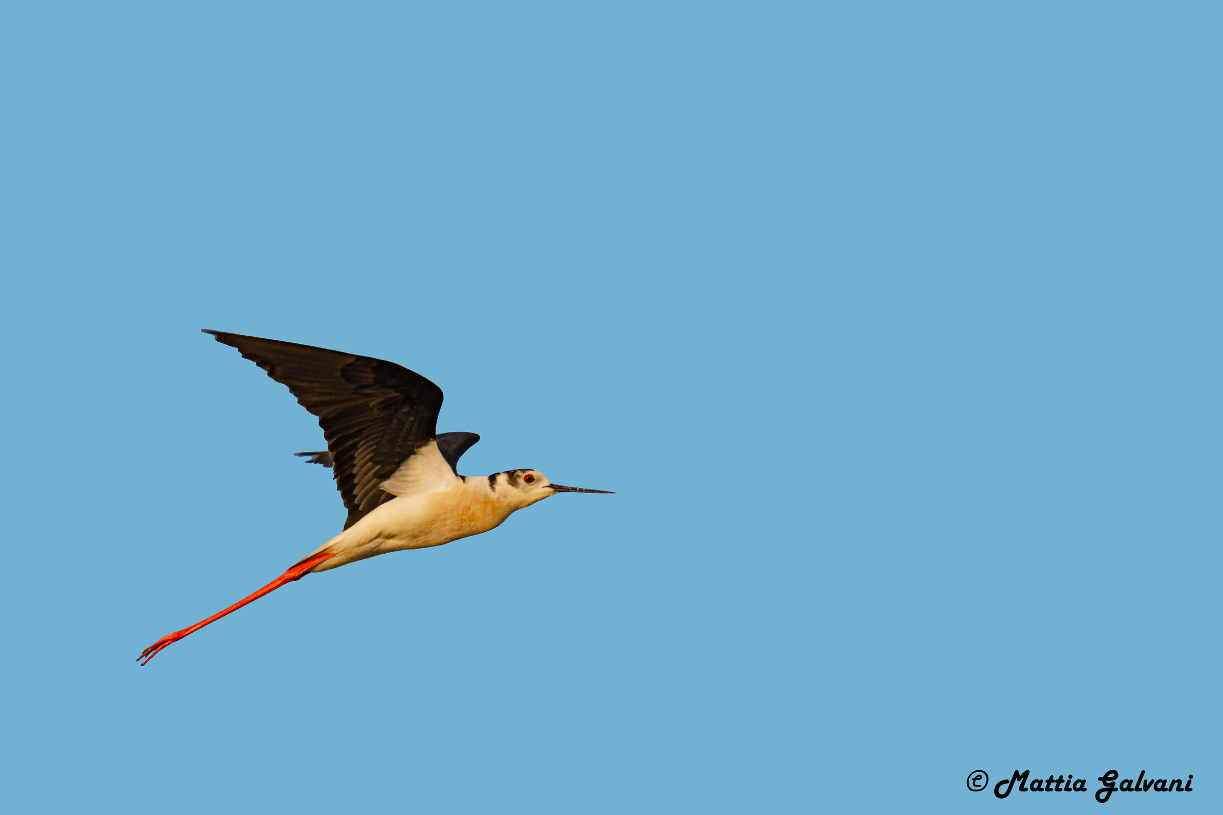 Knight of Italy in flight